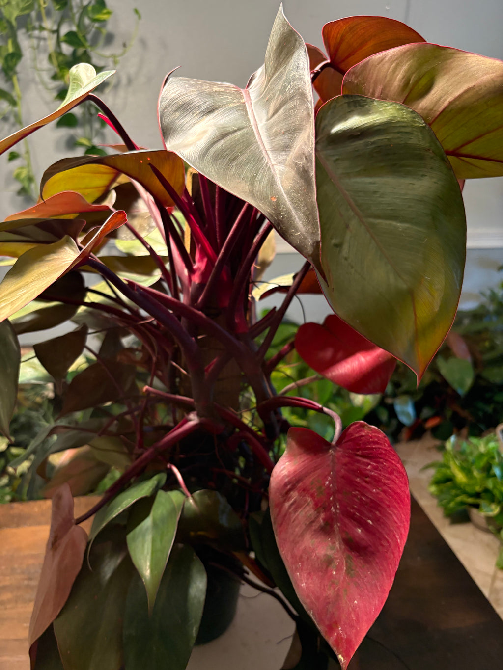 Philodendron Red Sun 6 inch pot