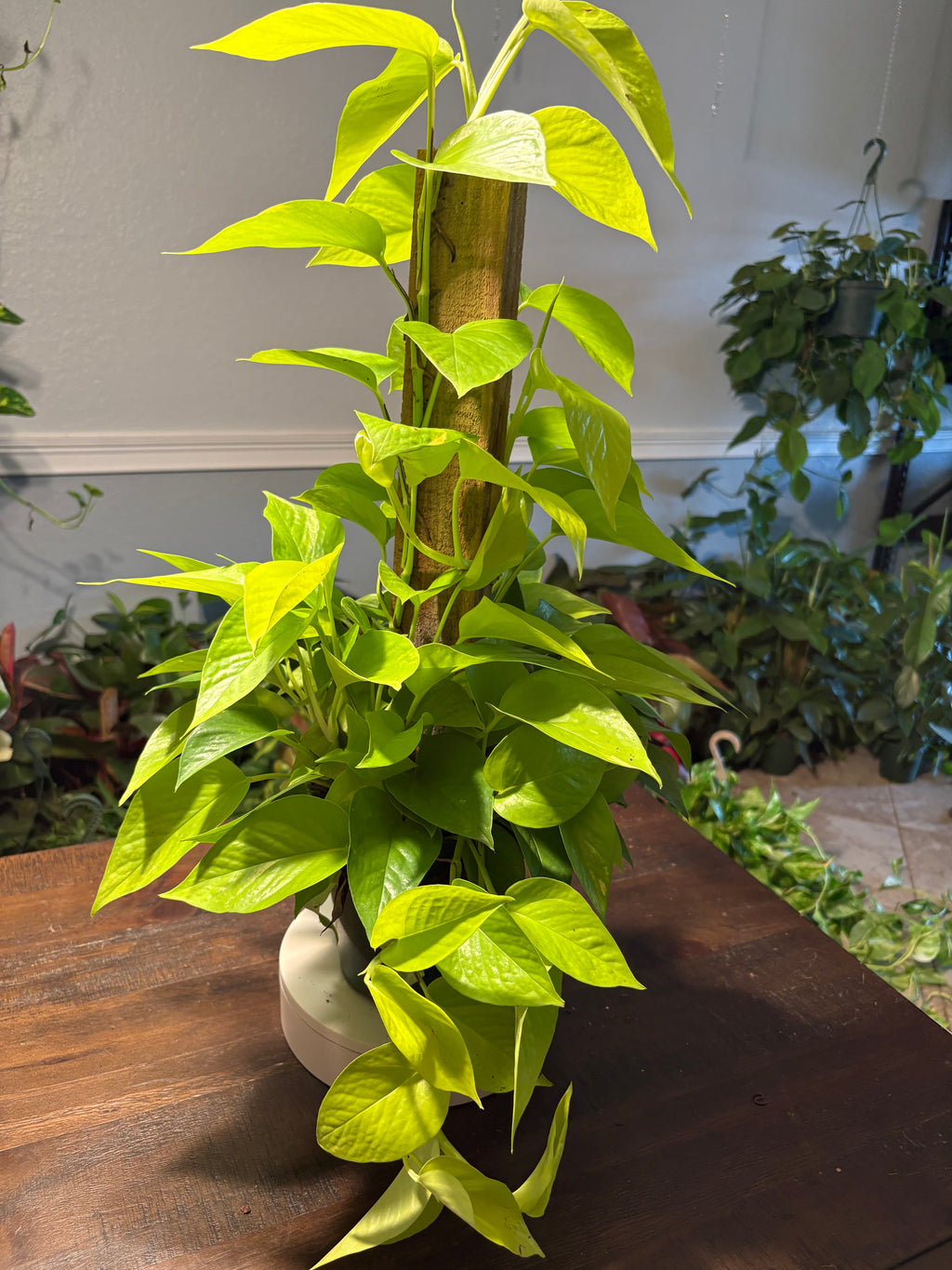 Neon Pothos 6 inch Stake