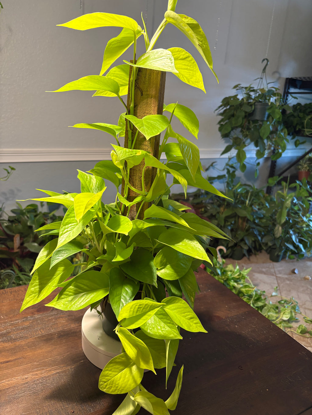 Neon Pothos 6 inch Stake