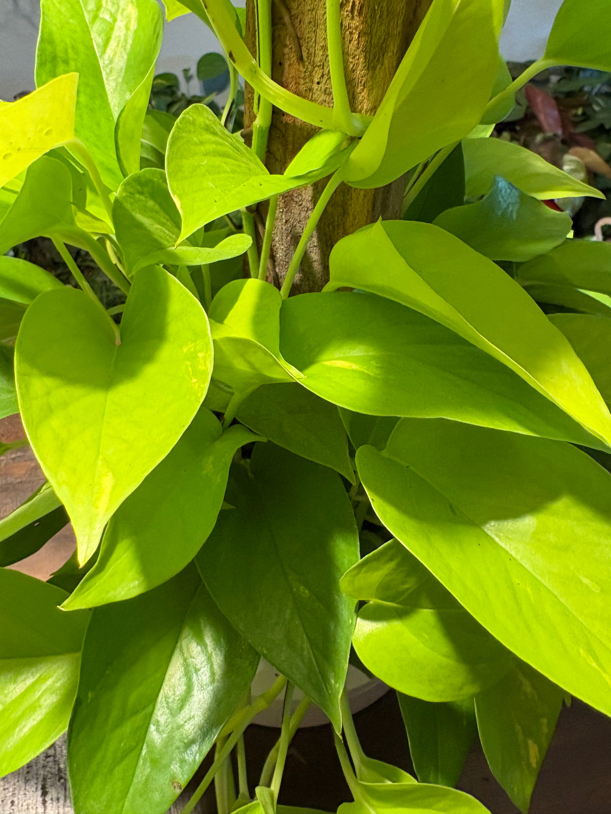 Neon Pothos 6 inch Stake