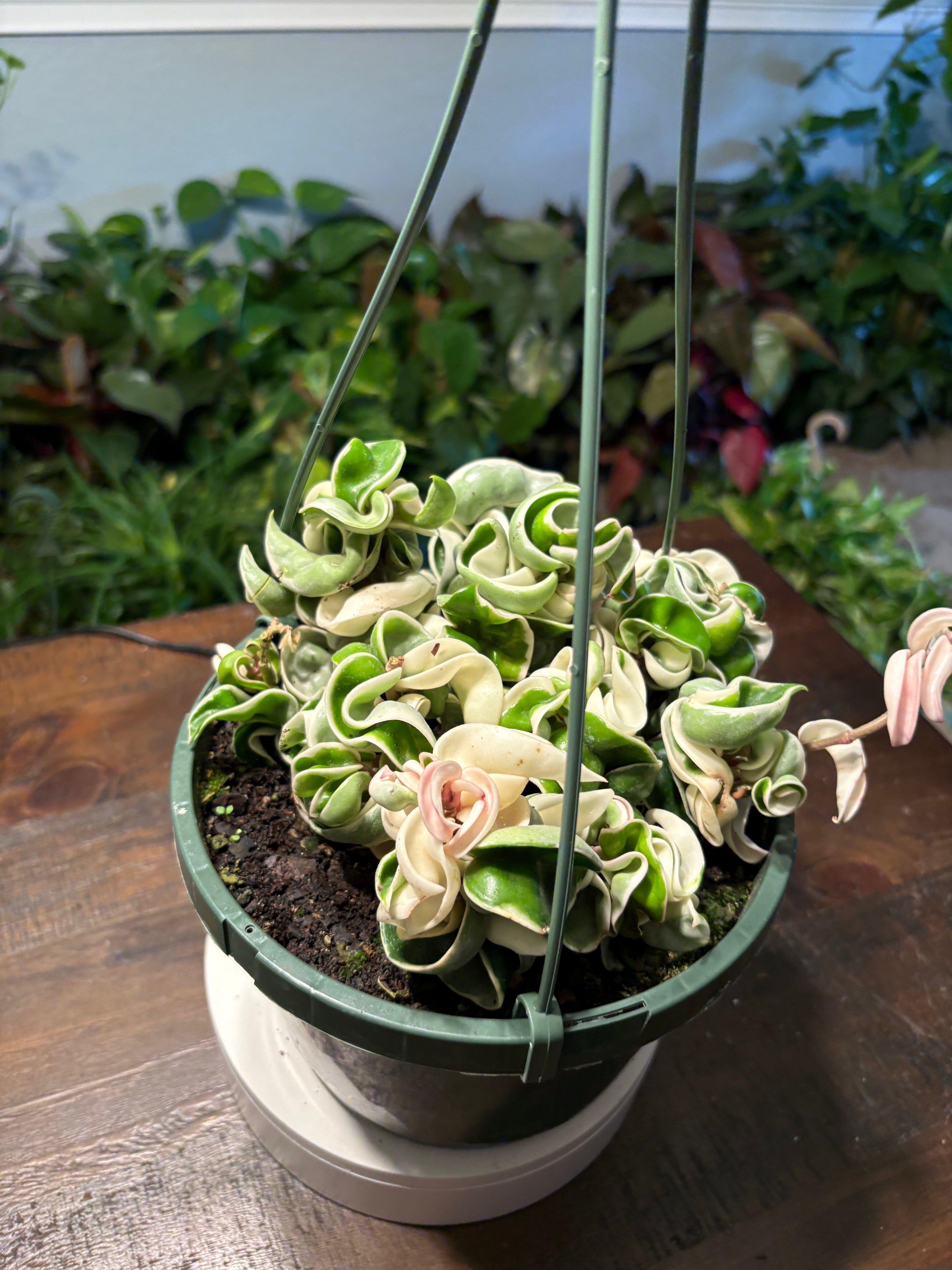 Variegated Hindu Rope Hoya 6 inch pot