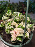 Variegated Hindu Rope Hoya 6 inch pot