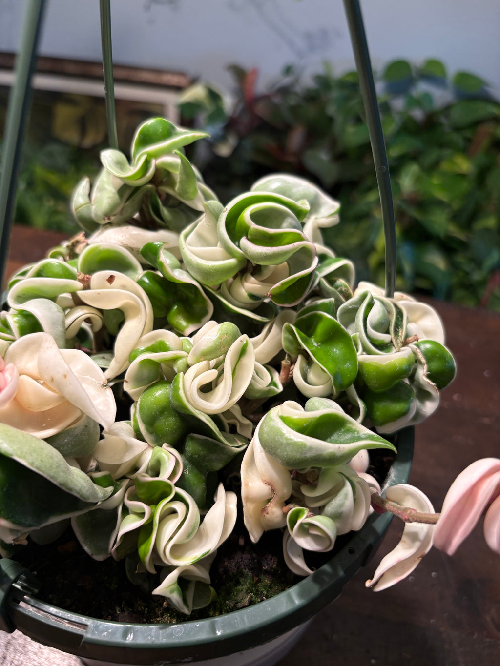 Variegated Hindu Rope Hoya 6 inch pot