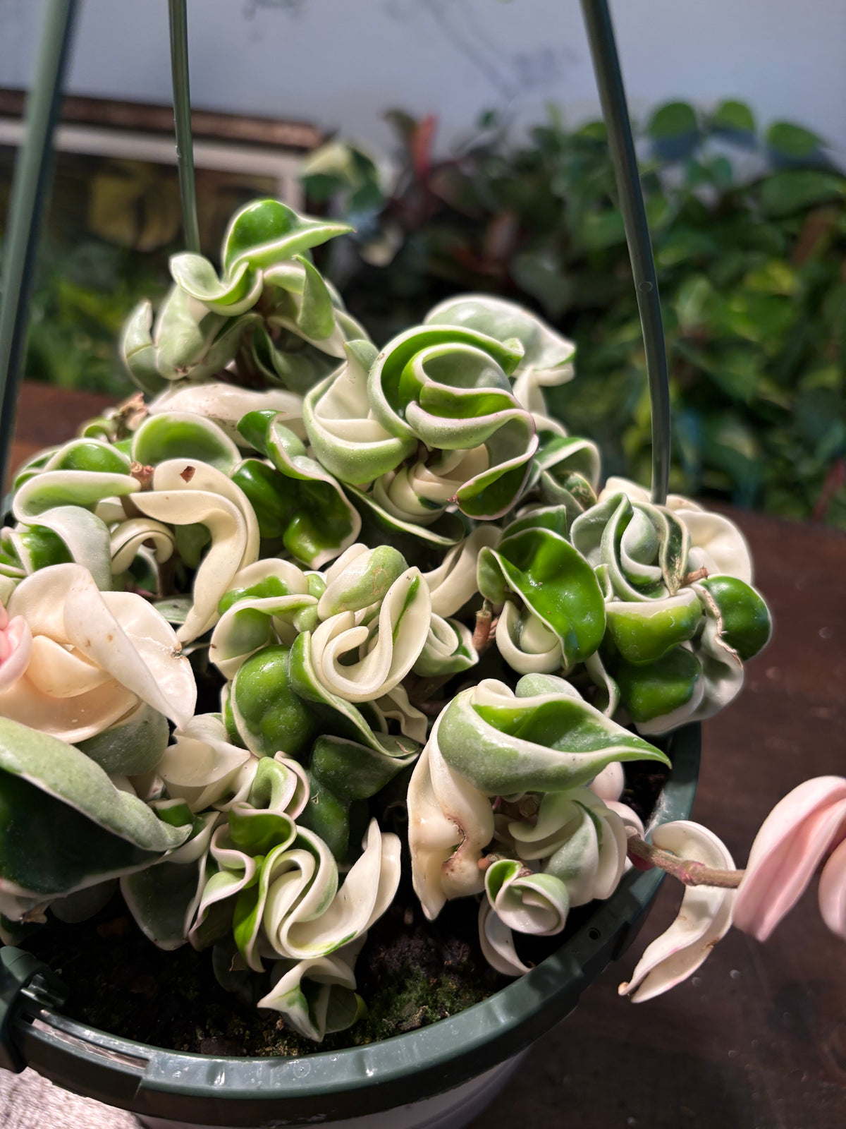 Variegated Hindu Rope Hoya 6 inch pot