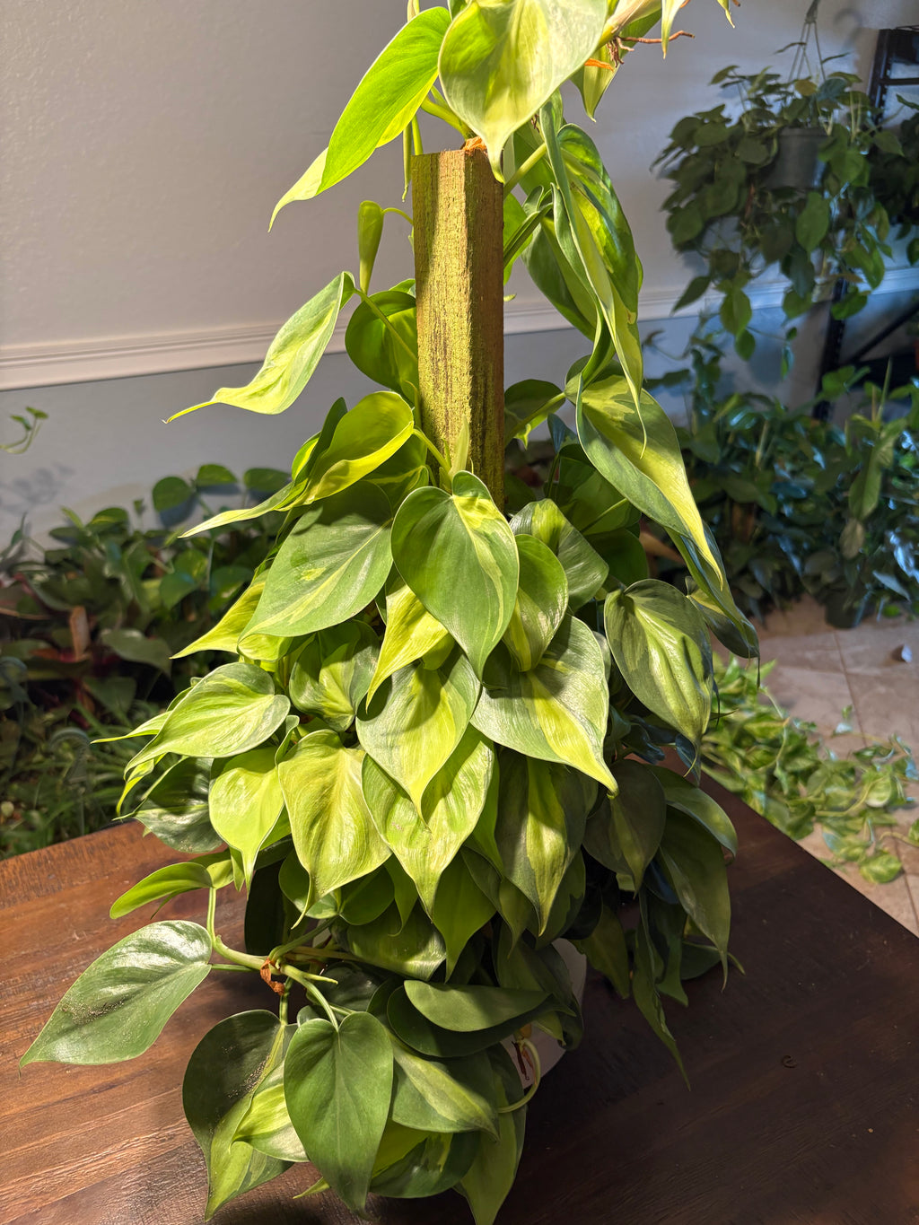 Philodendron Brasil 8 inch Stake