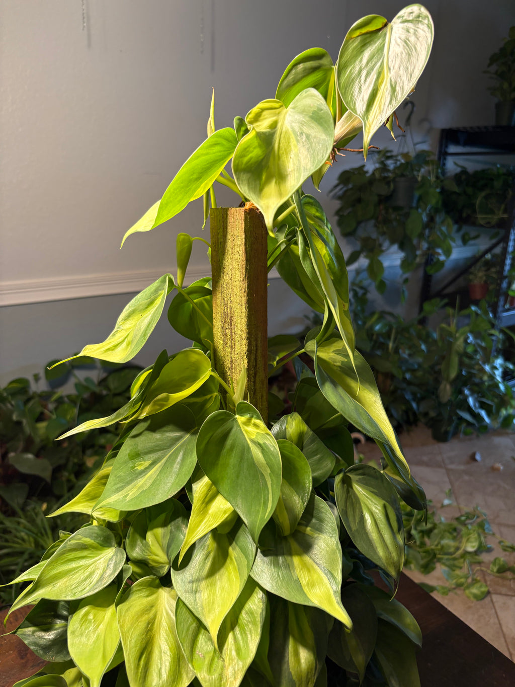 Philodendron Brasil 8 inch Stake