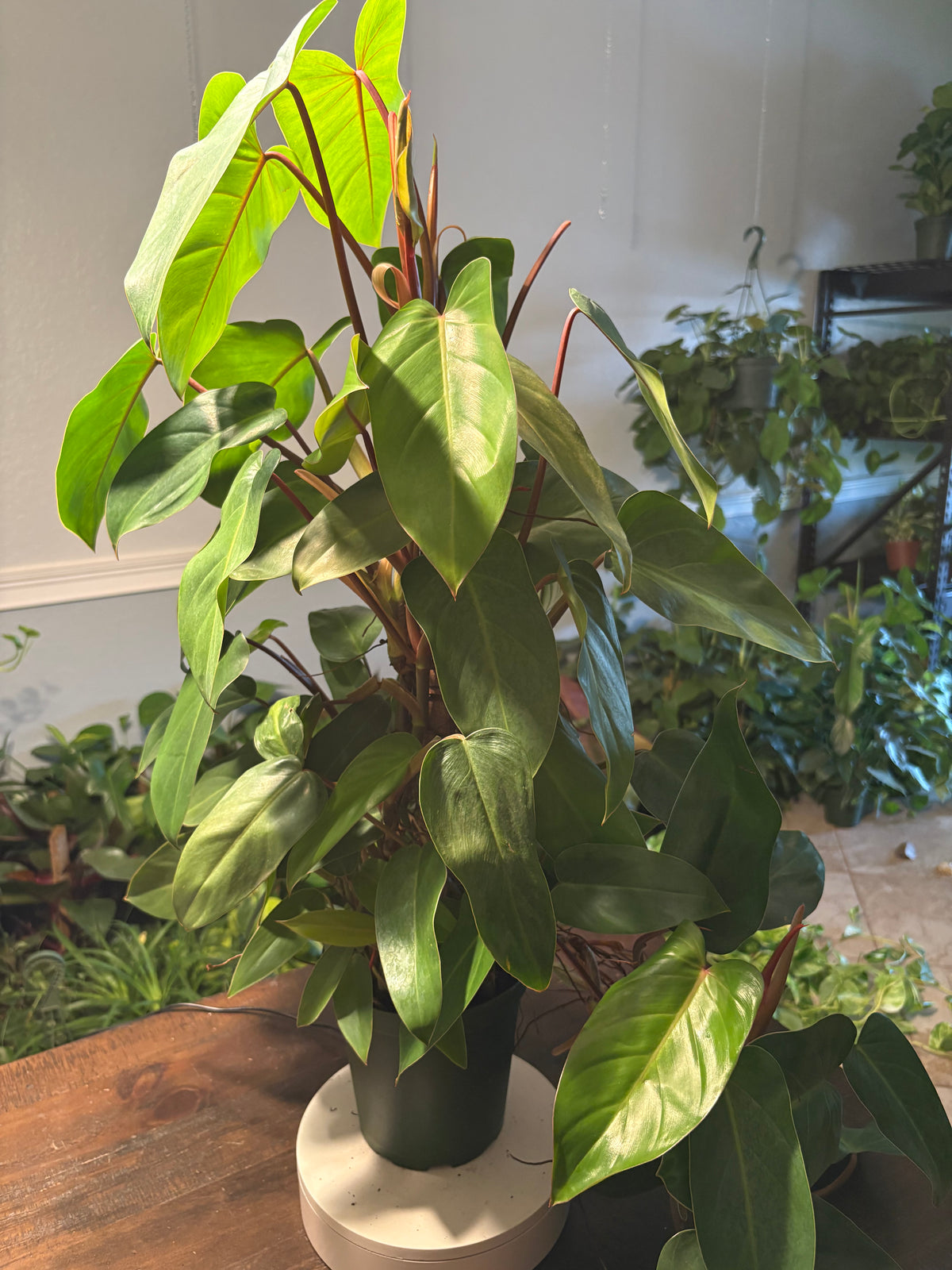 Philodendron 'Red Emerald' 6 inch