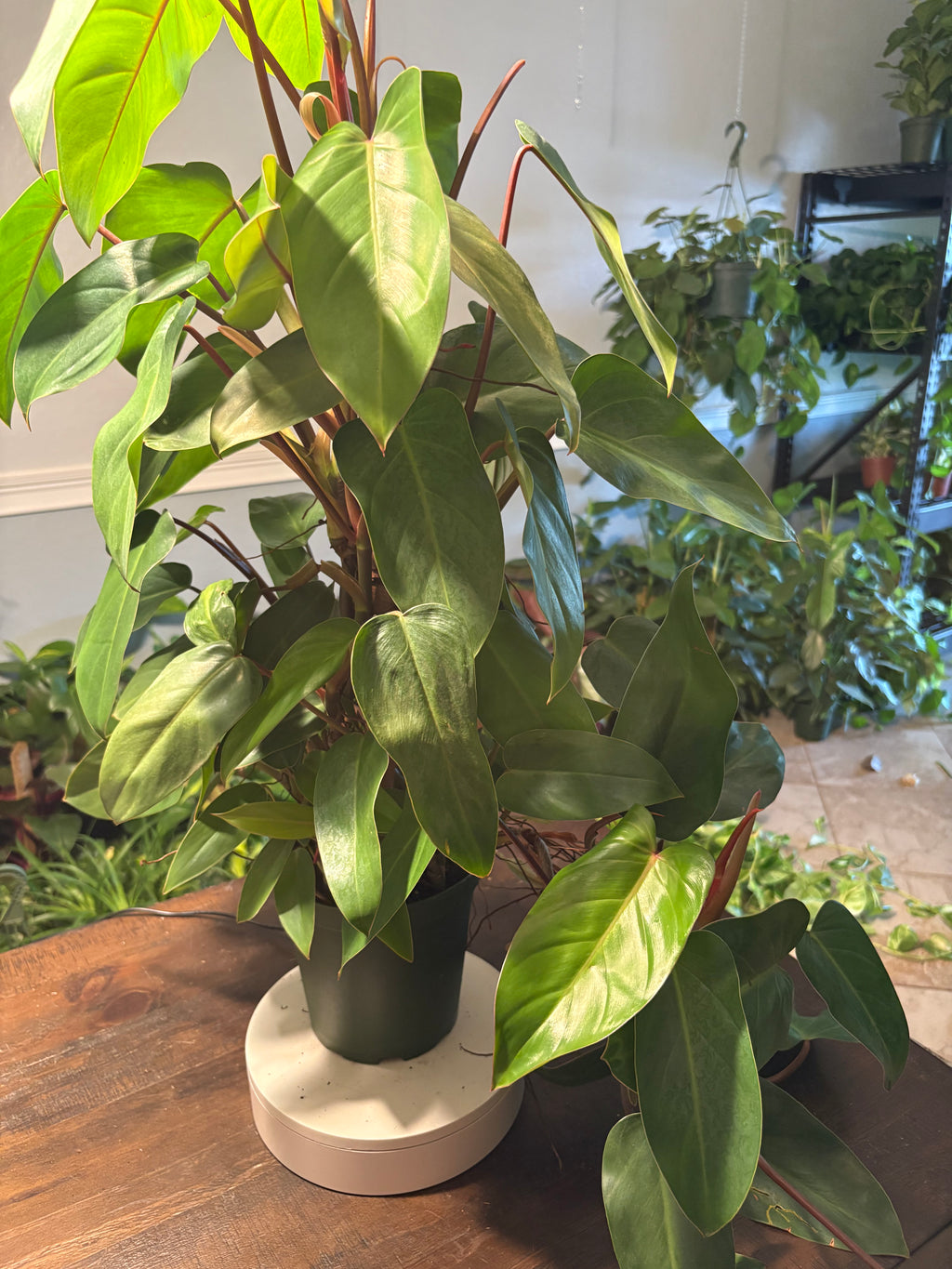 Philodendron 'Red Emerald' 6 inch
