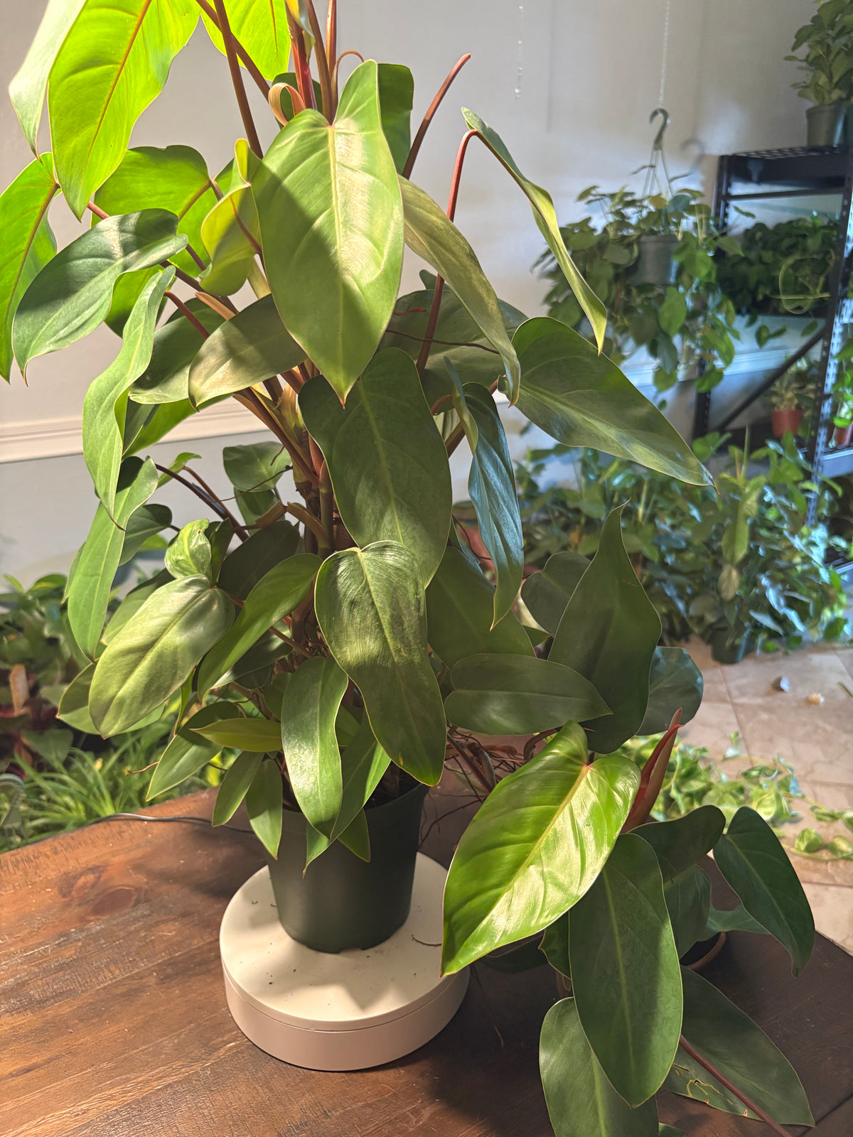 Philodendron 'Red Emerald' 6 inch