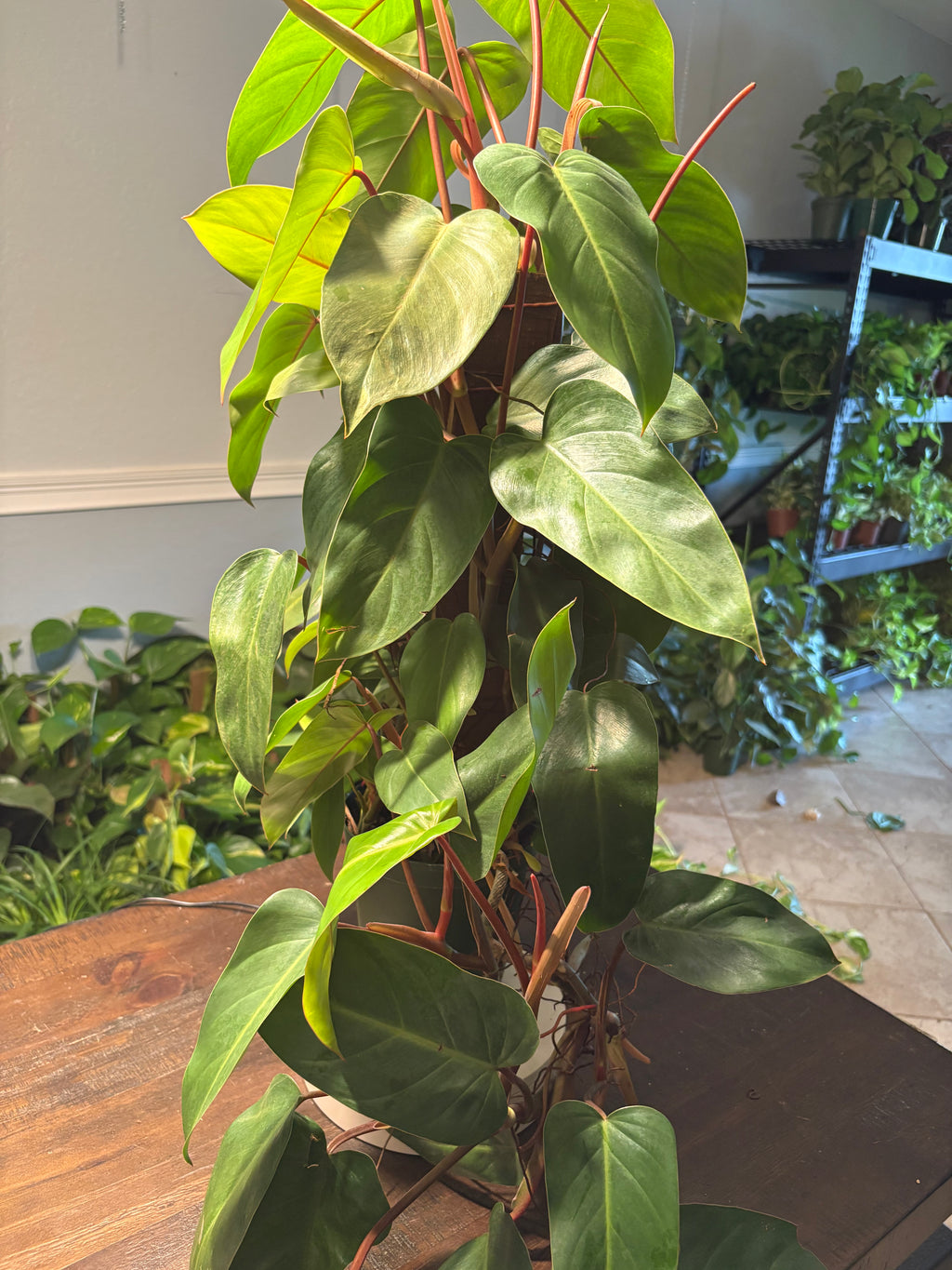 Philodendron 'Red Emerald' 6 inch