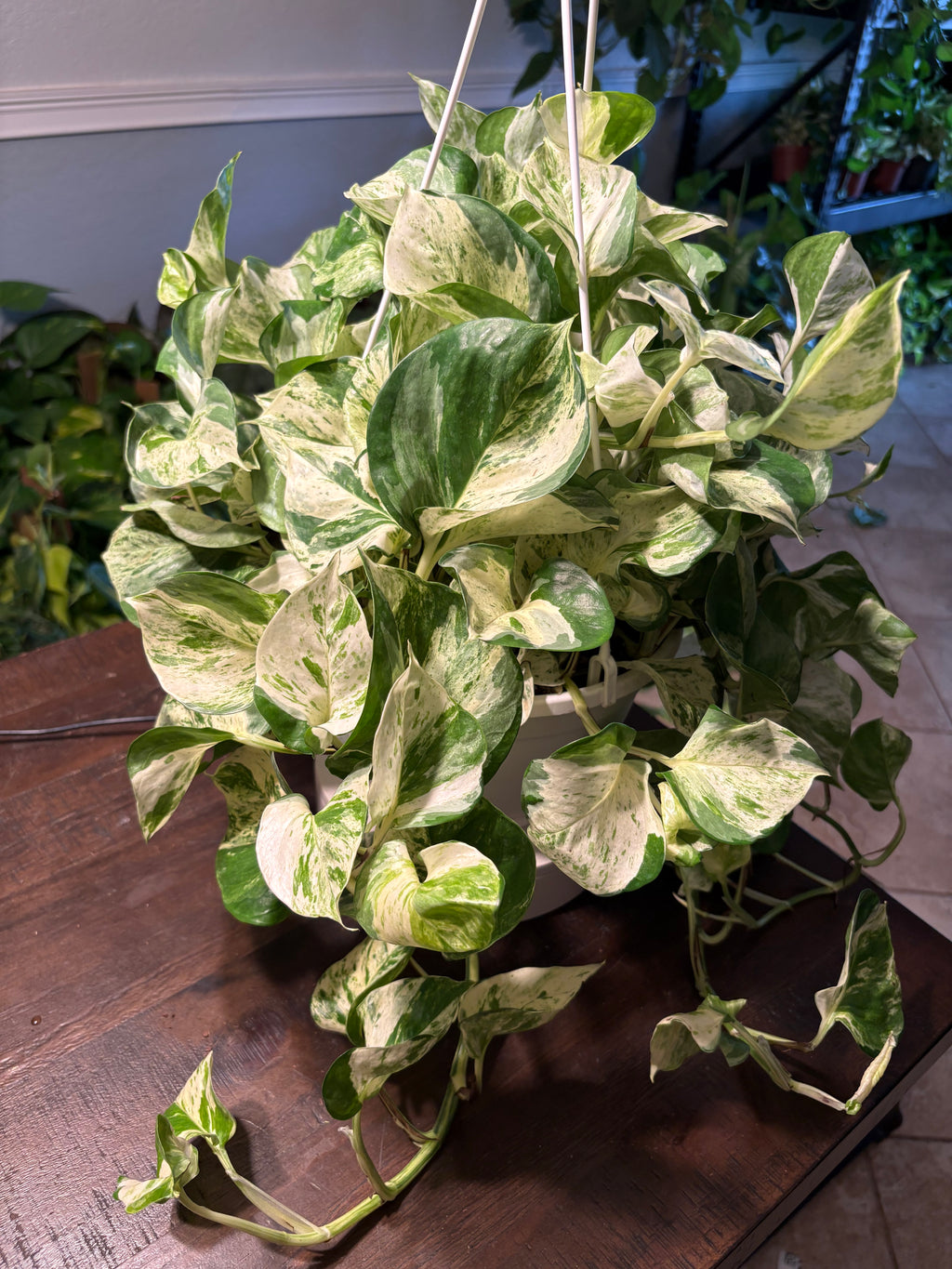 Manjula Pothos 8 inch Basket