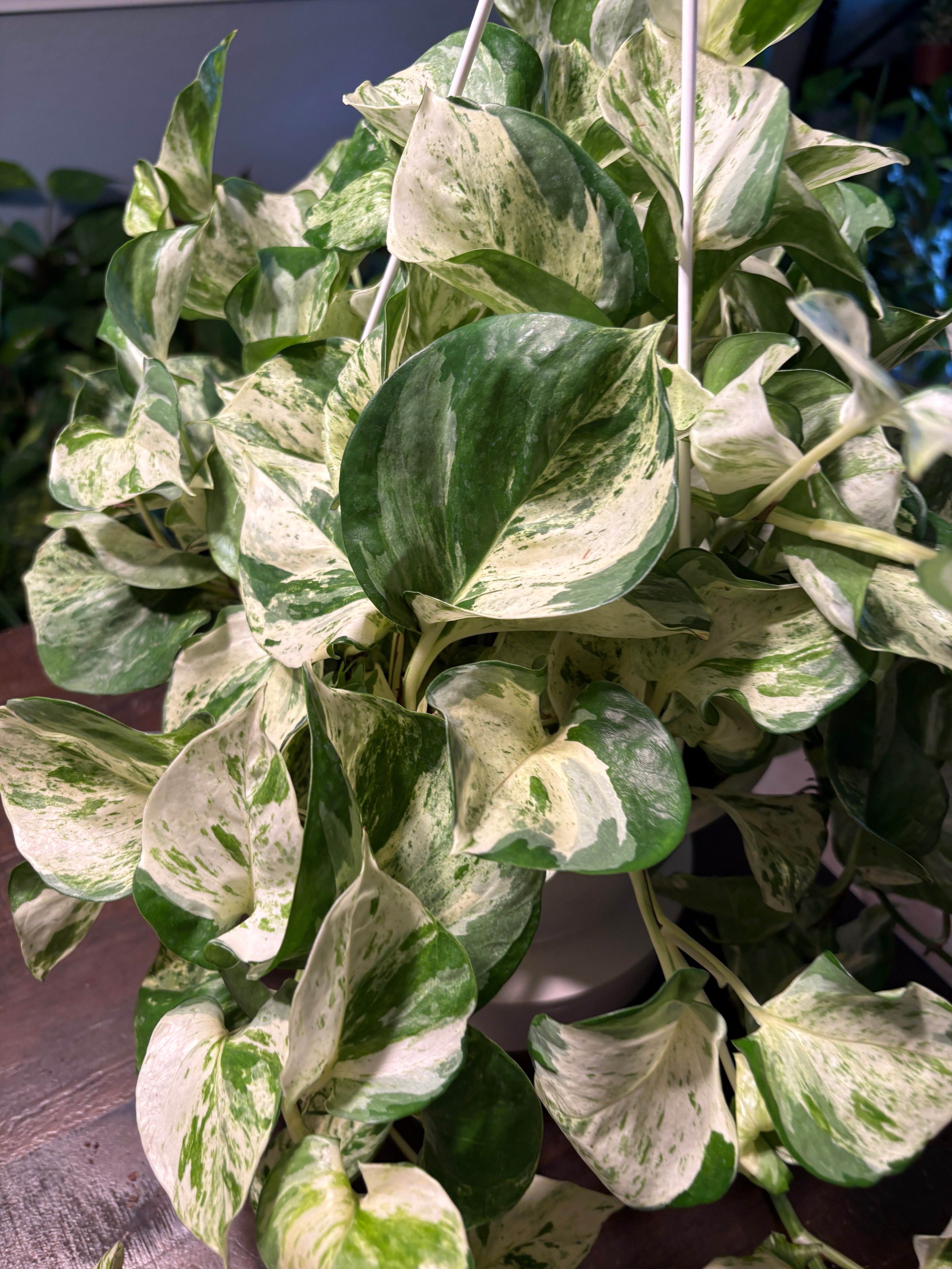 Manjula Pothos 8 inch Basket