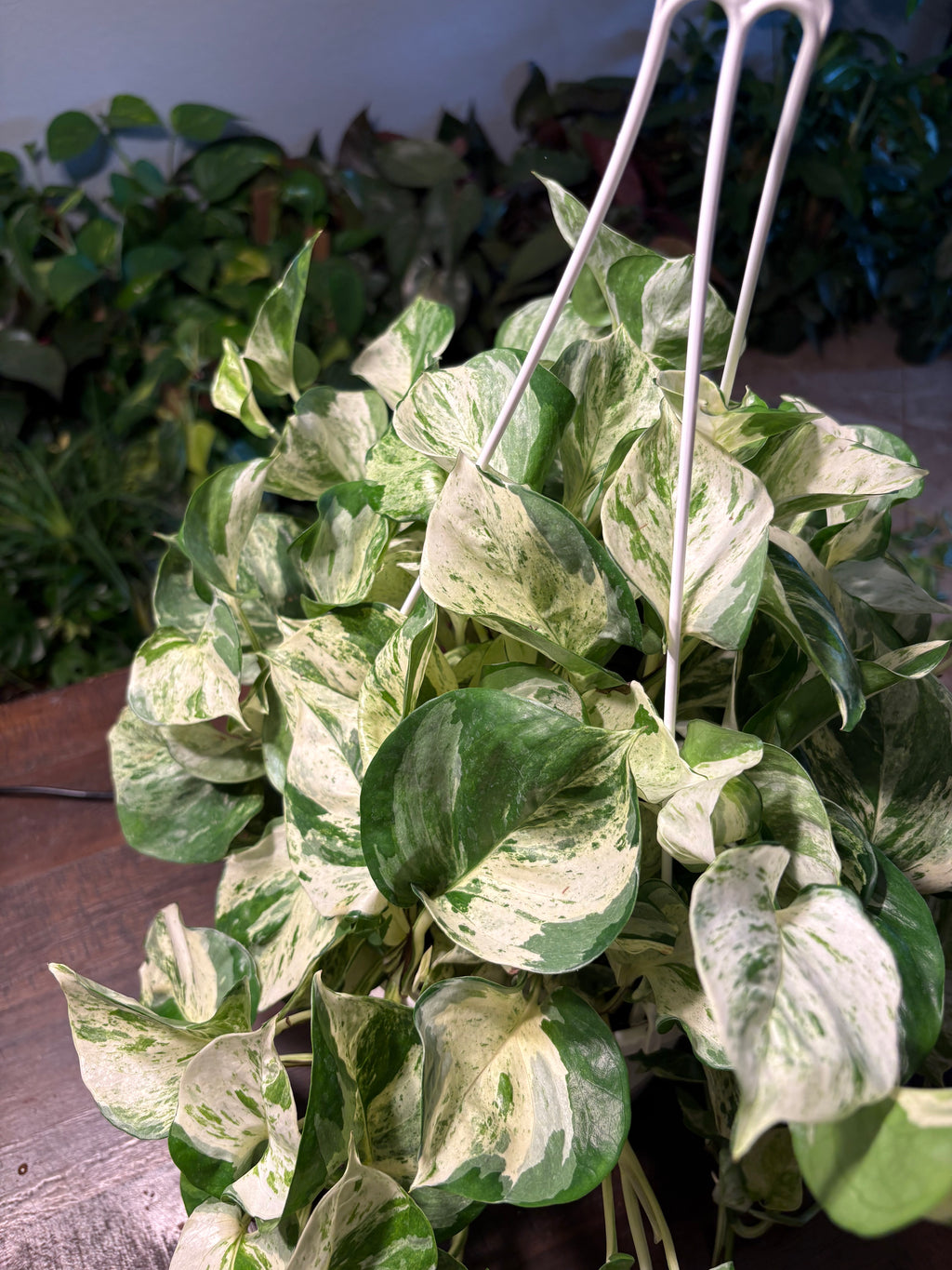 Manjula Pothos 8 inch Basket