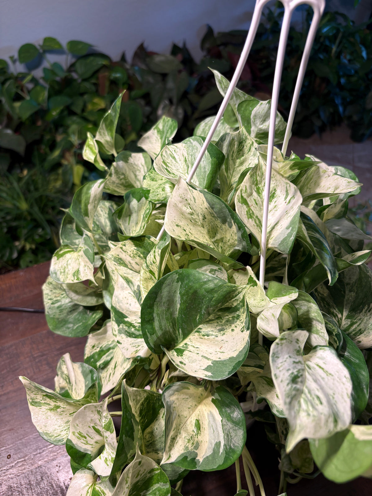 Manjula Pothos 8 inch Basket