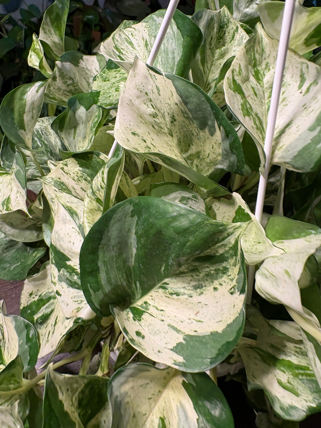 Manjula Pothos 8 inch Basket