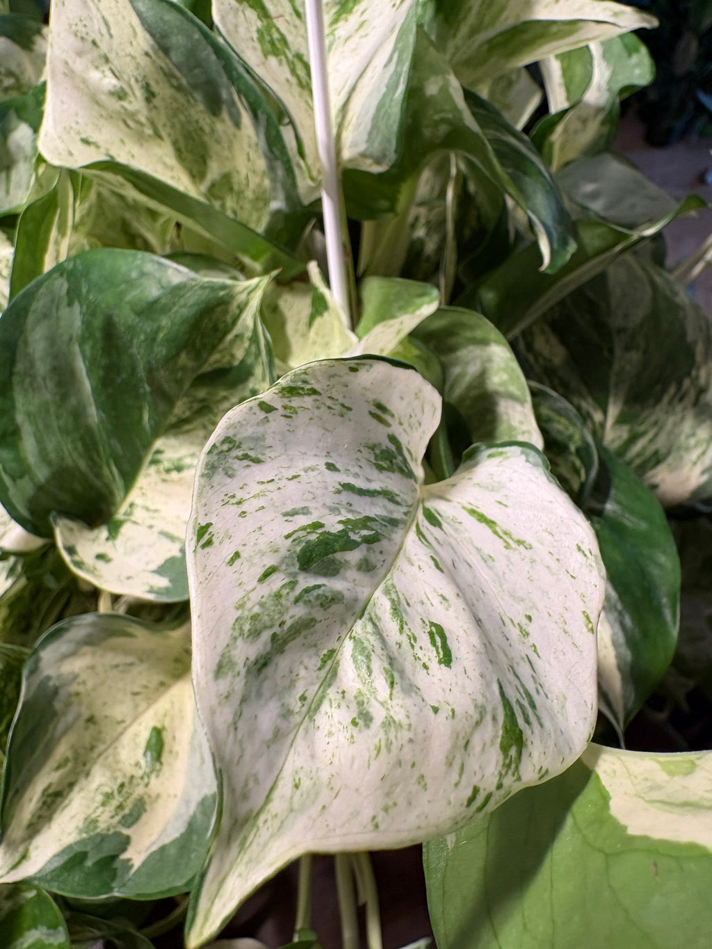 Manjula Pothos 8 inch Basket