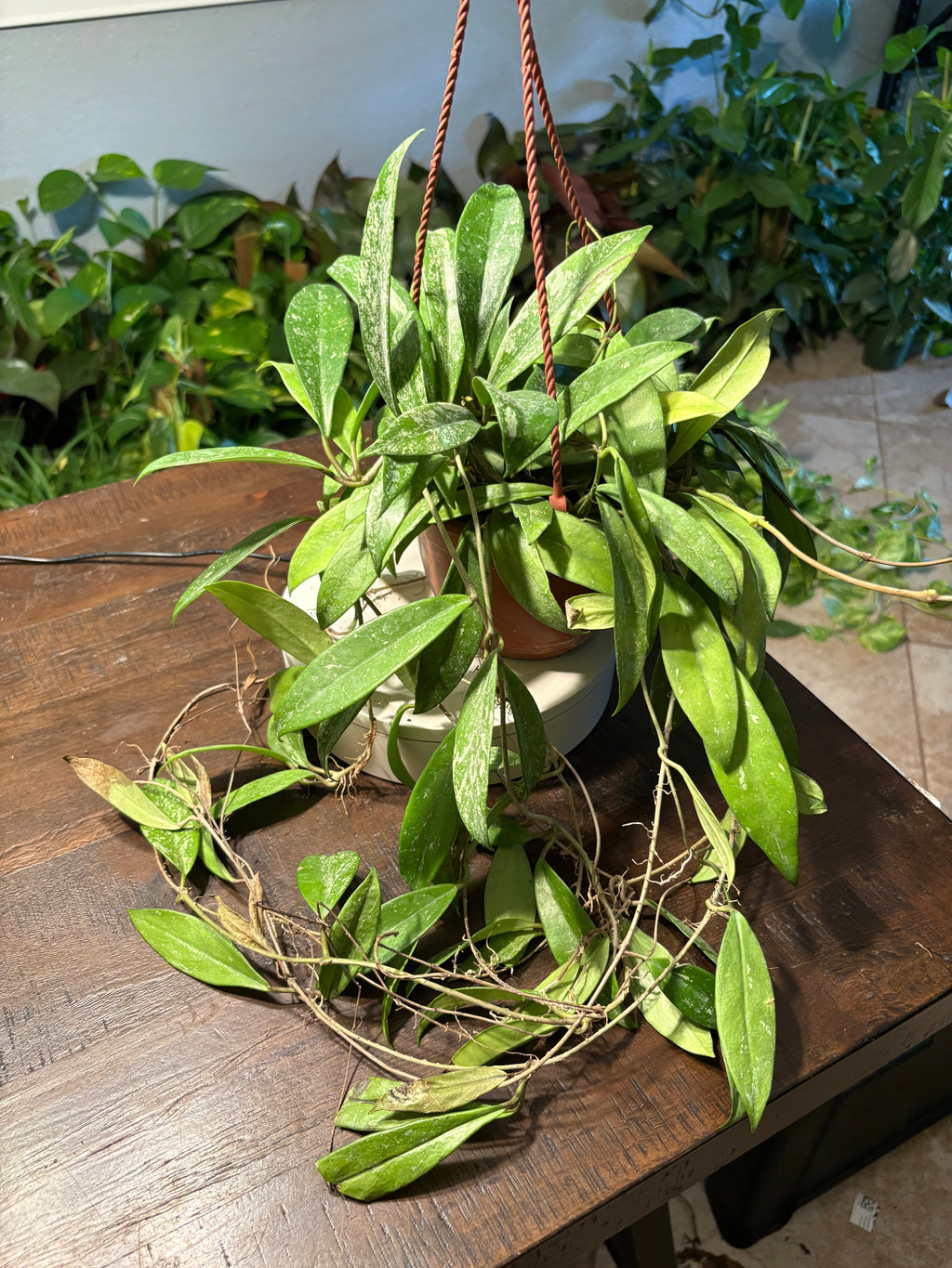 Hoya Wax Plant 8 inch Basket