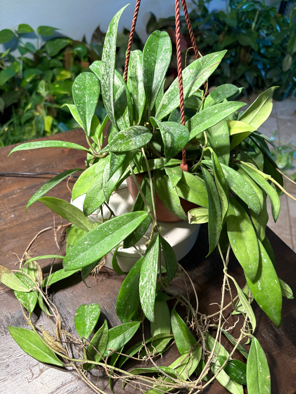 Hoya Wax Plant 8 inch Basket