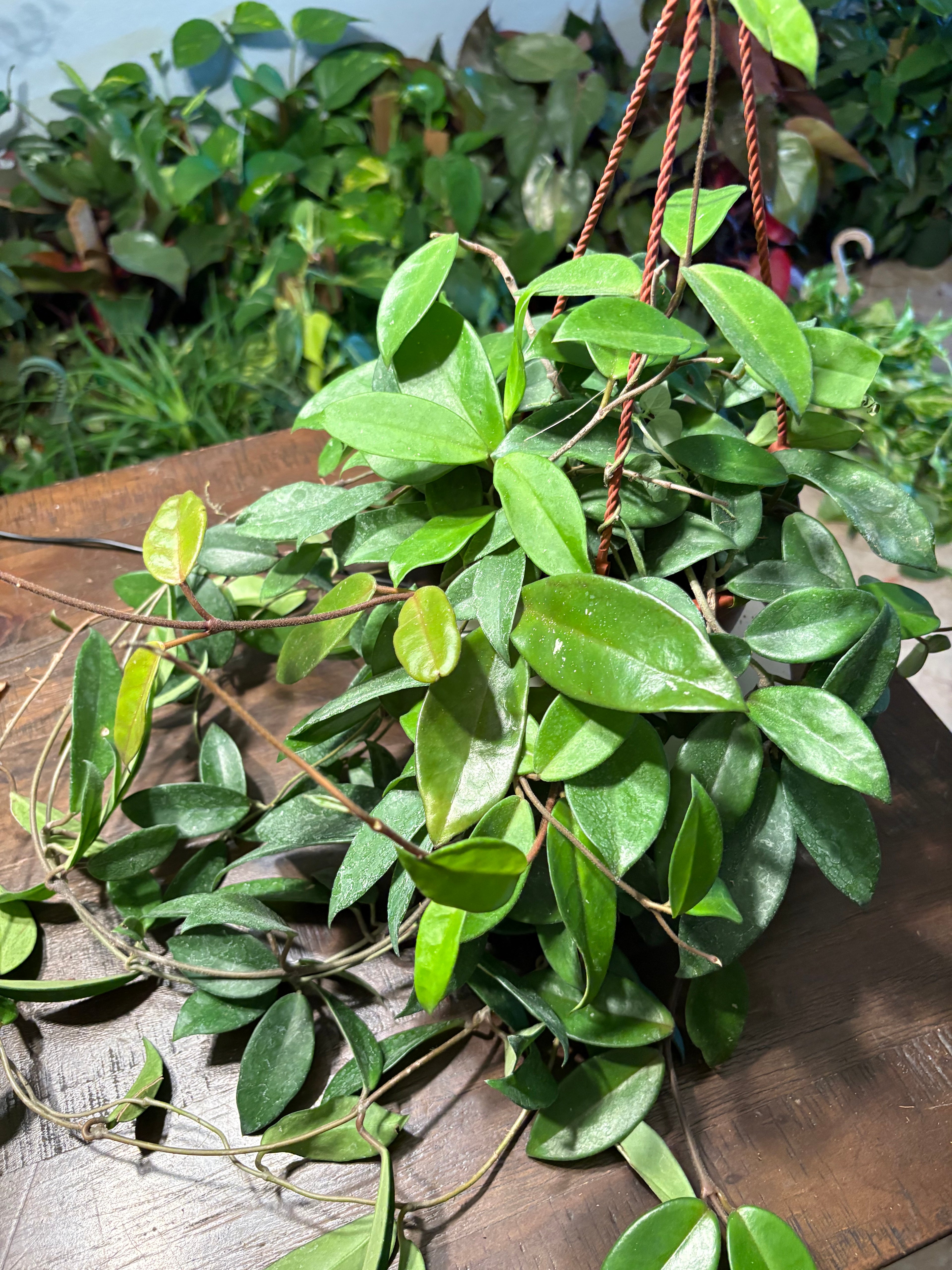 Hoya Wax Plant 8 inch Basket