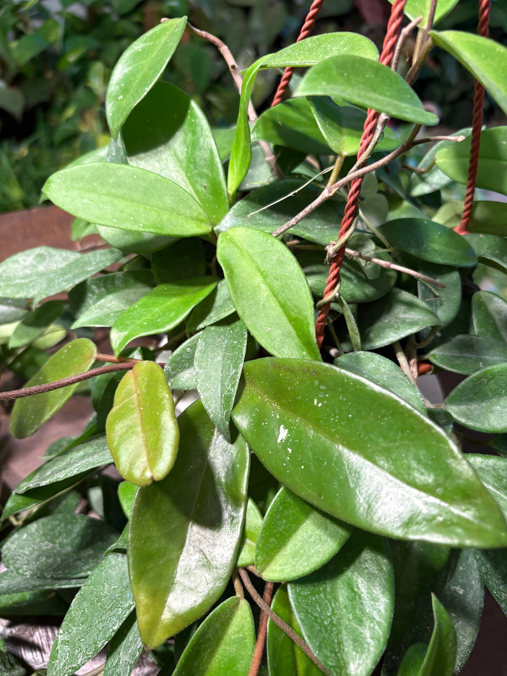 Hoya Wax Plant 8 inch Basket