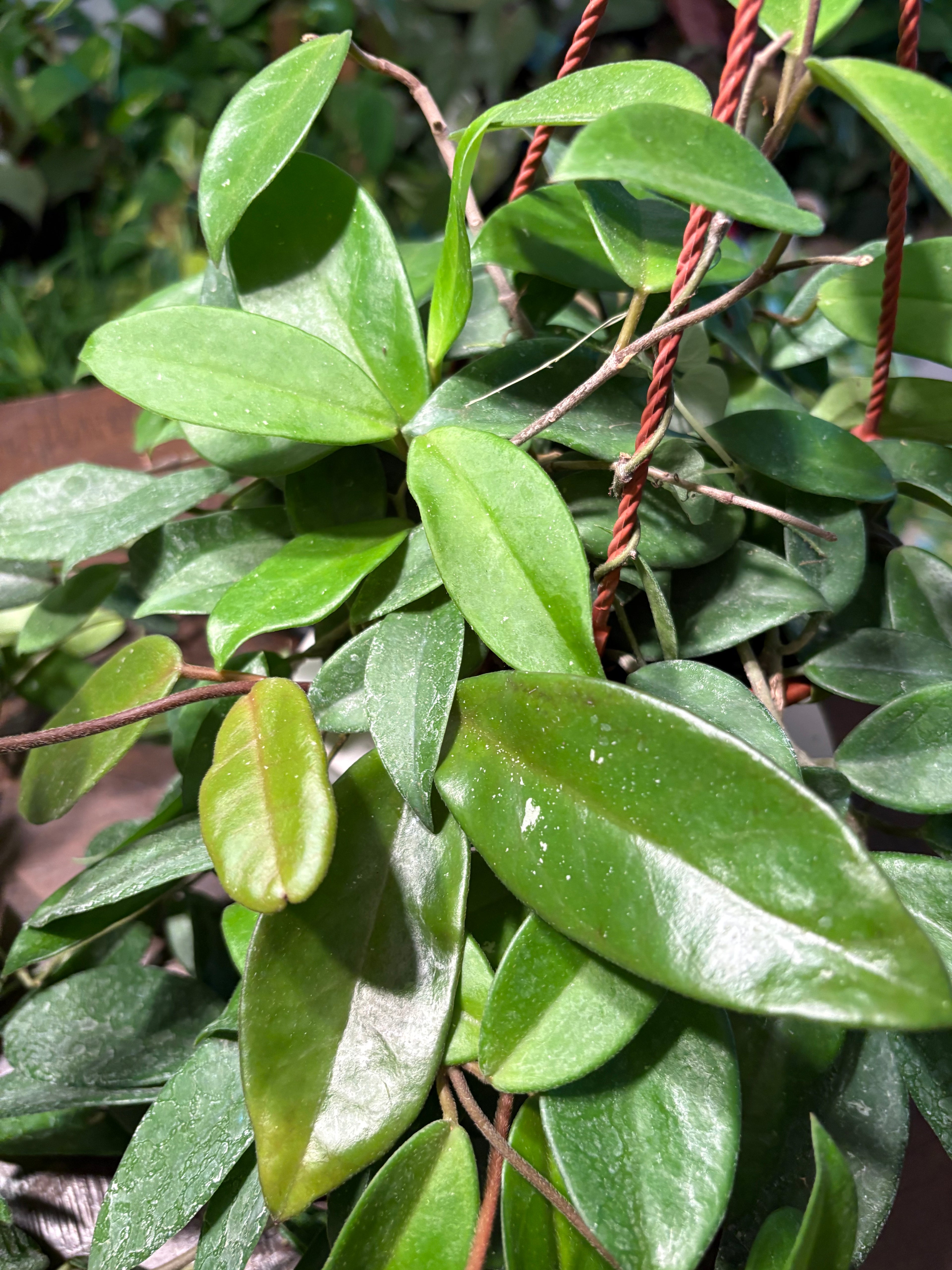 Hoya Wax Plant 8 inch Basket
