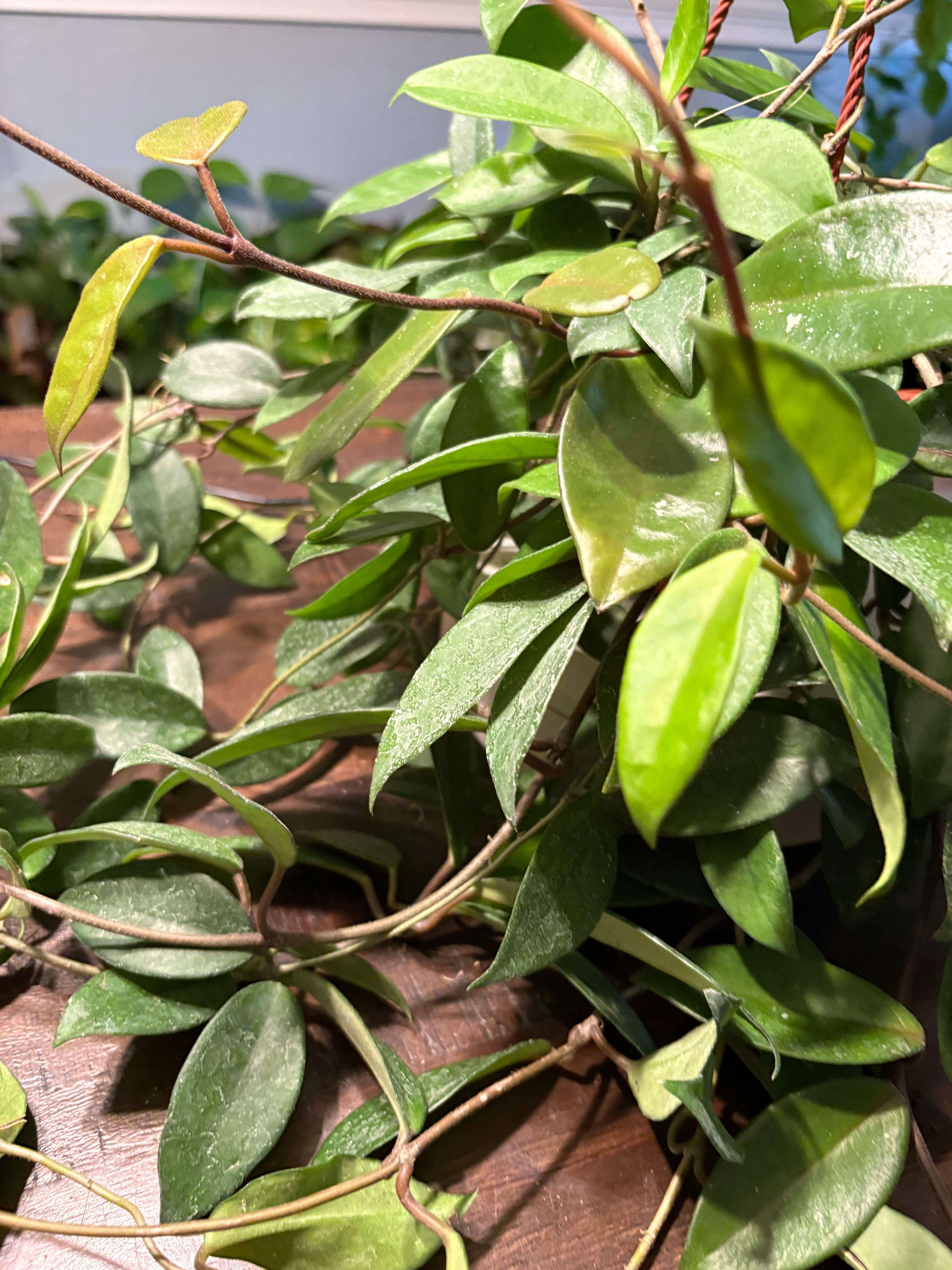 Hoya Wax Plant 8 inch Basket