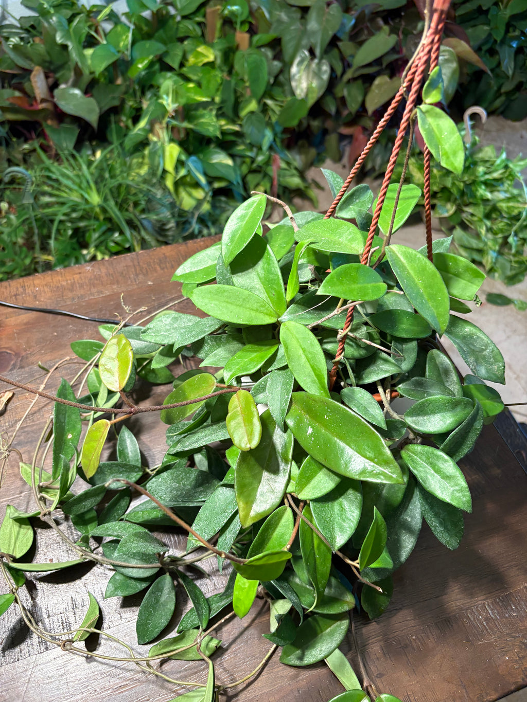 Hoya Wax Plant 8 inch Basket