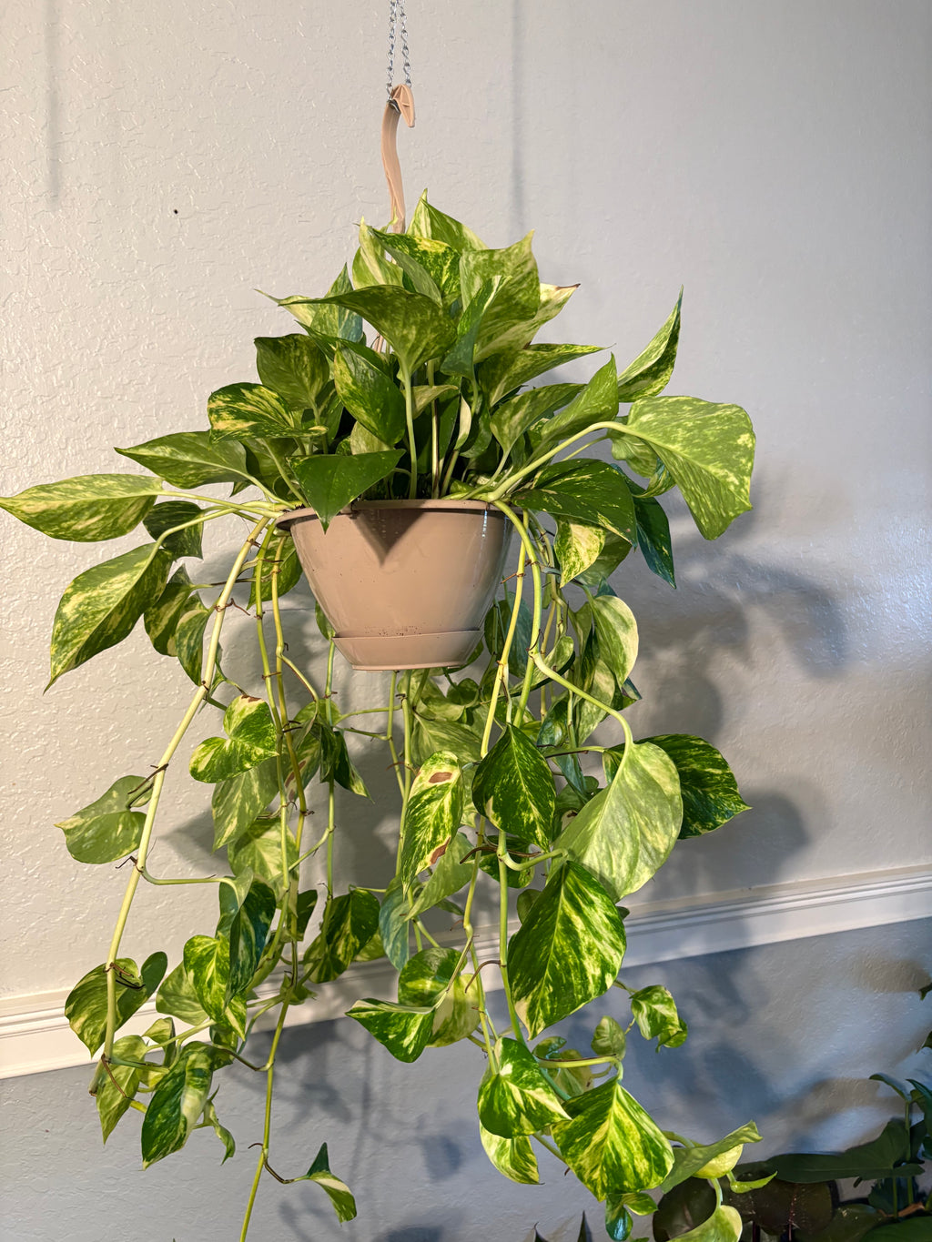 Golden Pothos 8 inch Basket Auction