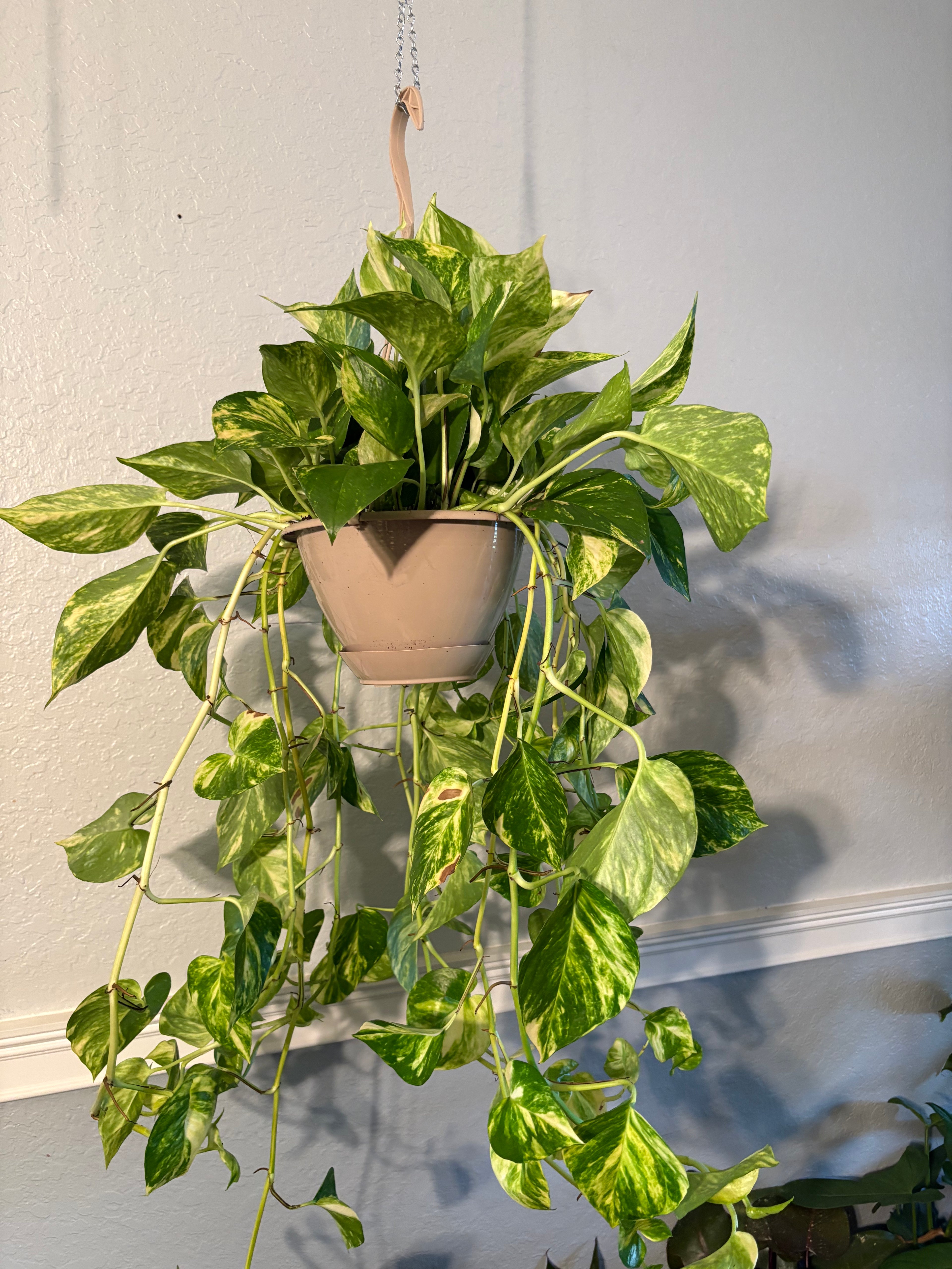 Golden Pothos 8 inch Basket