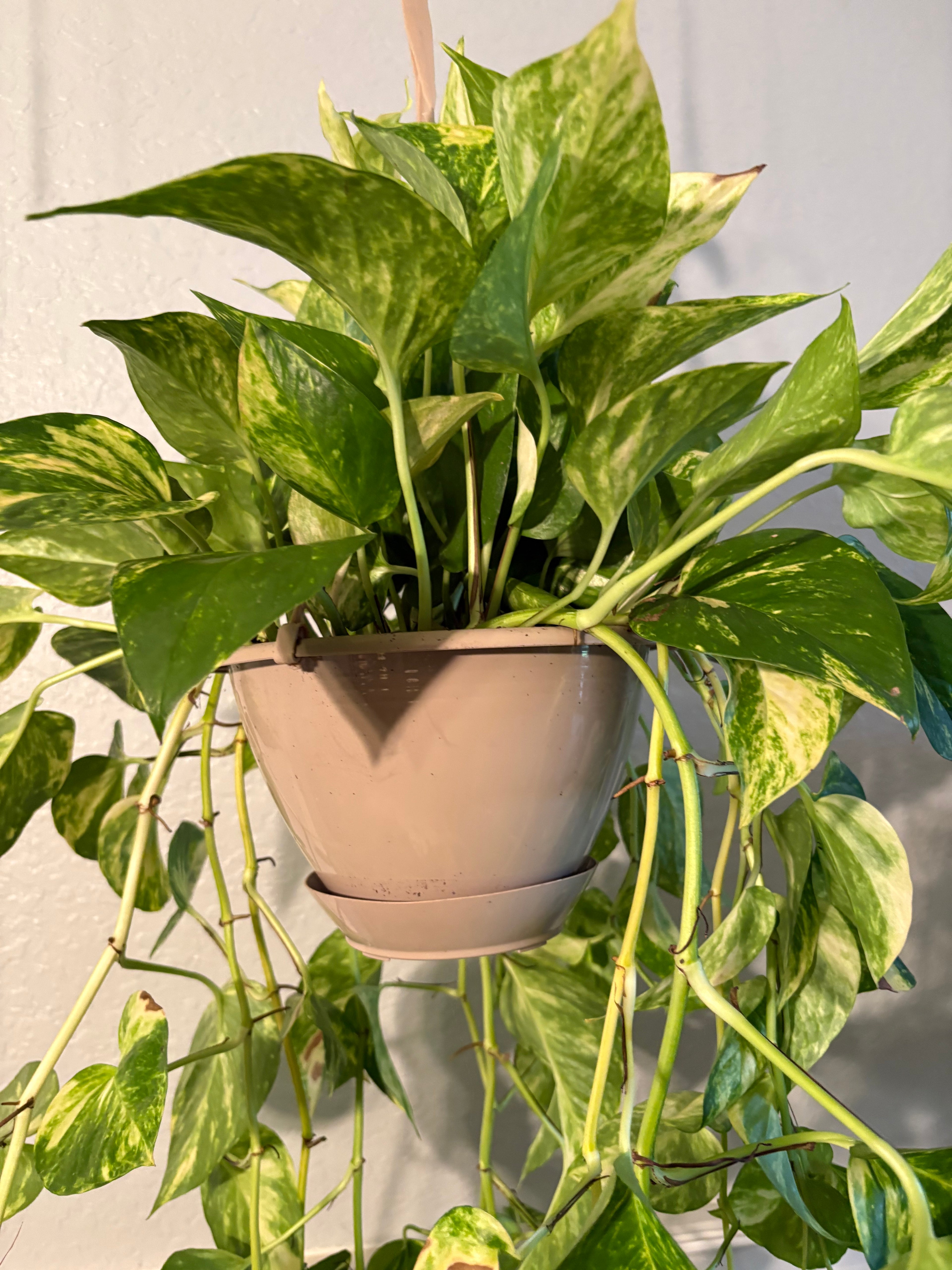 Golden Pothos 8 inch Basket
