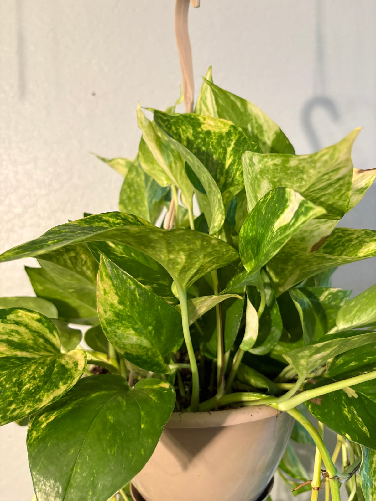 Golden Pothos 8 inch Basket