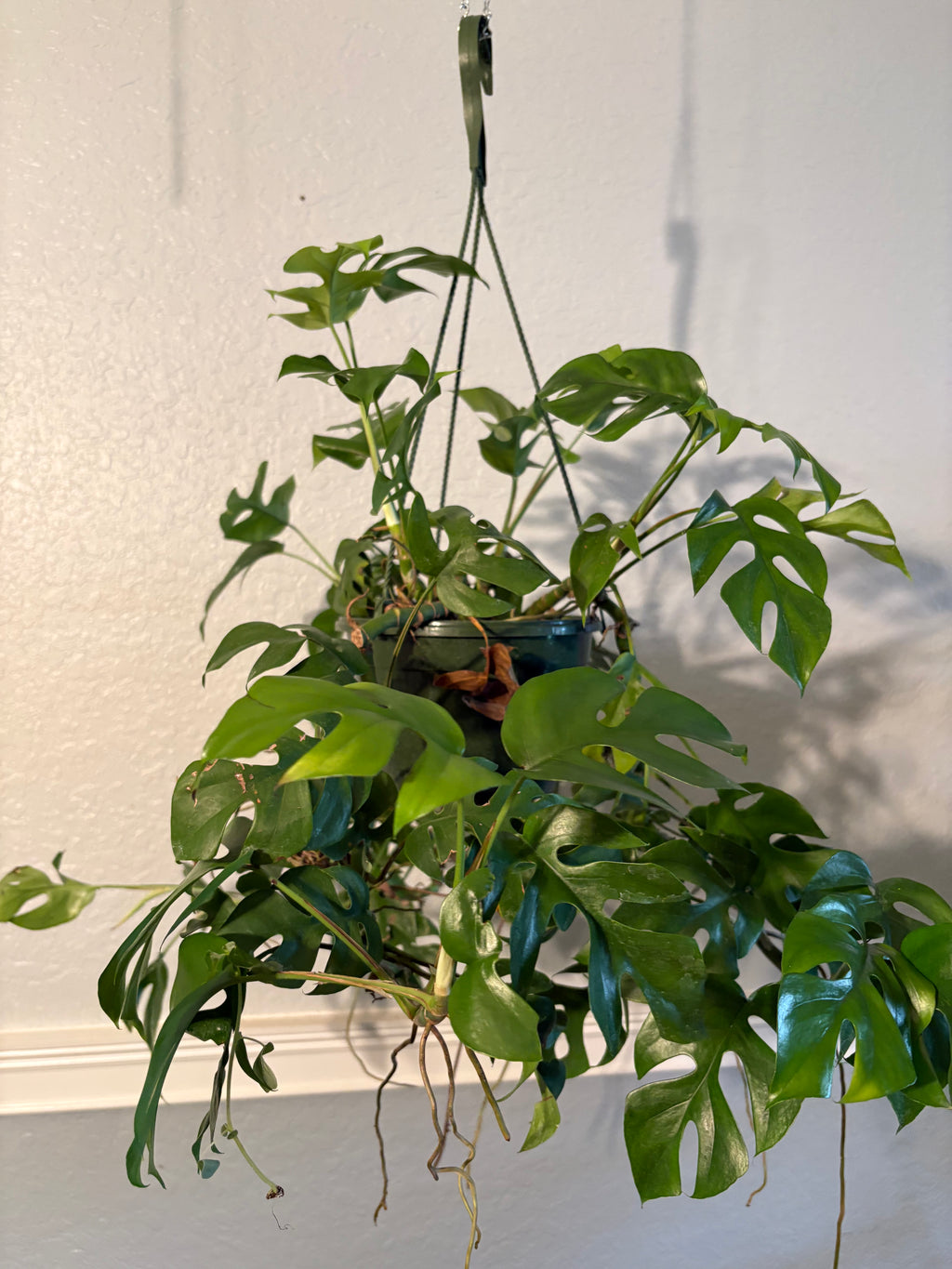 Mini Monstera 6 inch Basket