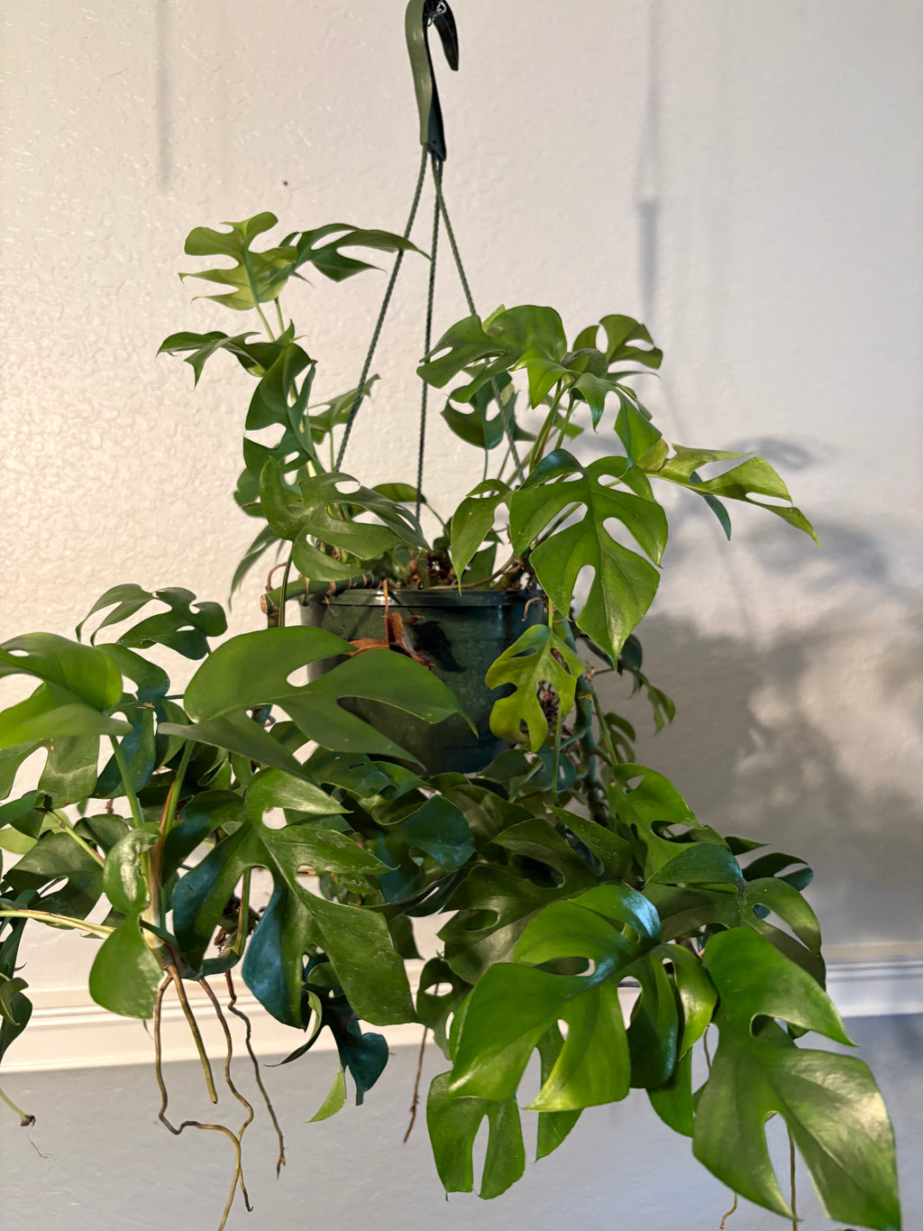 Mini Monstera 6 inch Basket