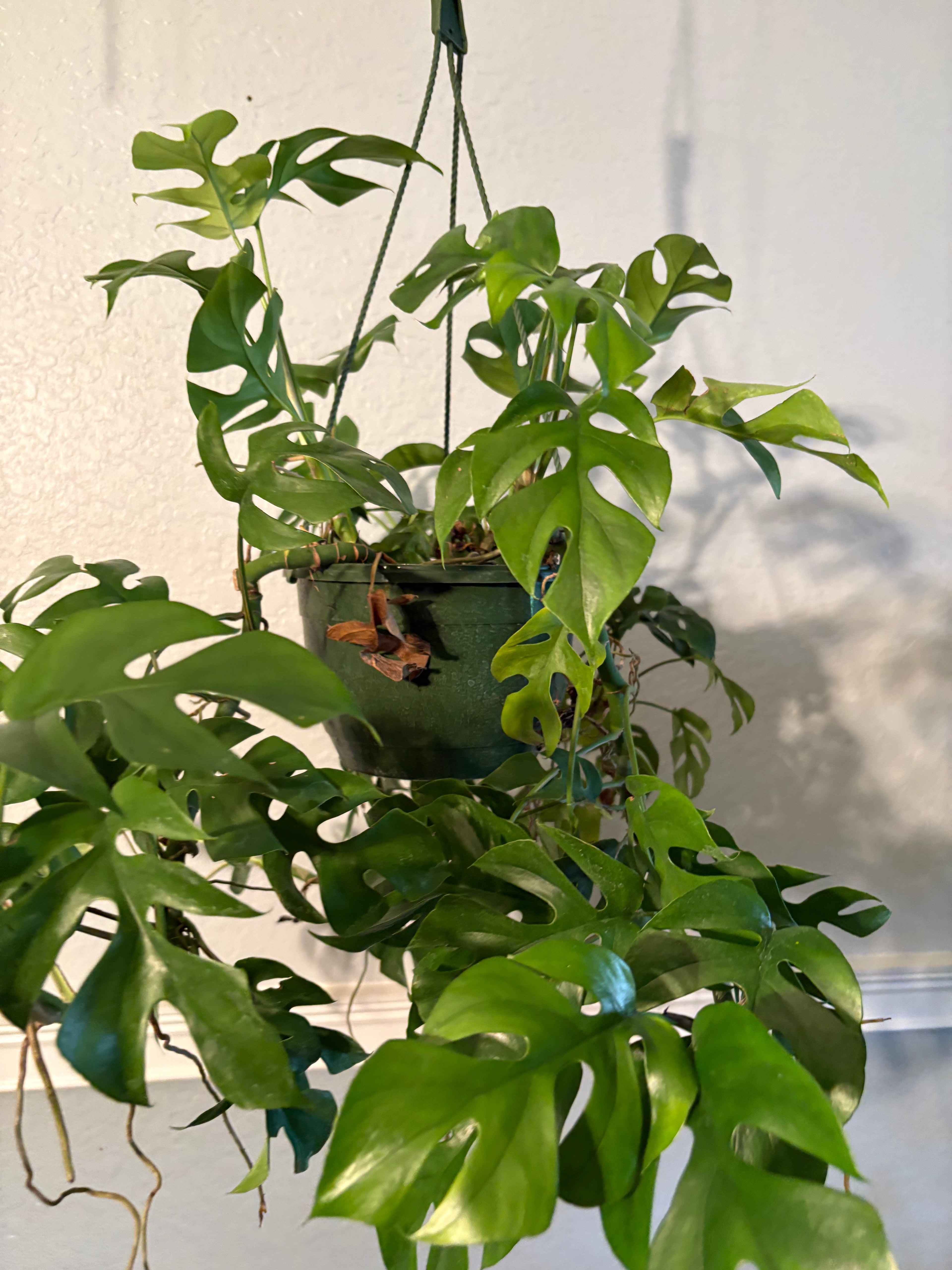 Mini Monstera 6 inch Basket