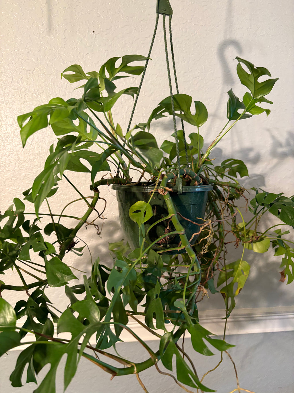 Mini Monstera 6 inch Basket