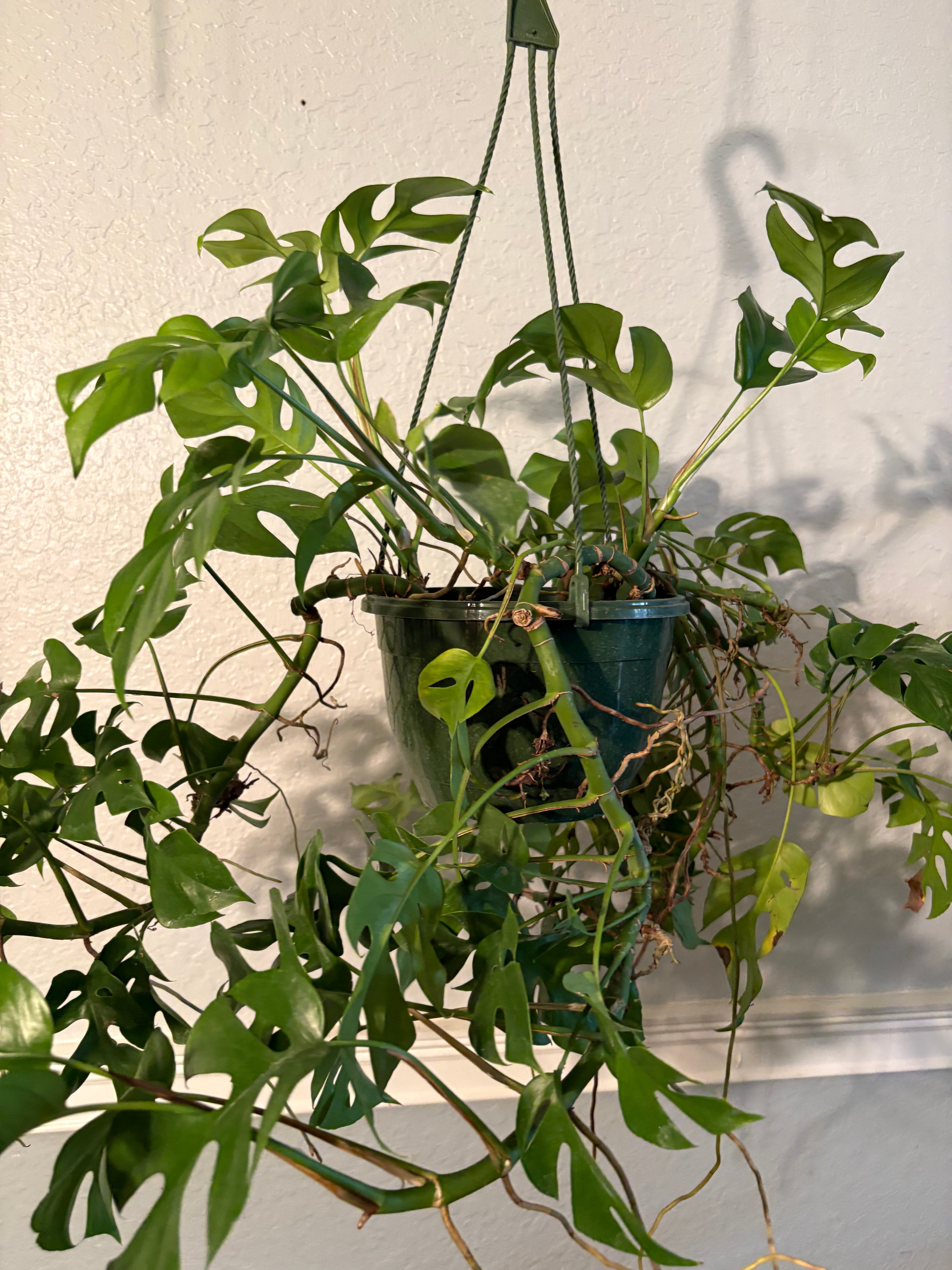 Mini Monstera 6 inch Basket