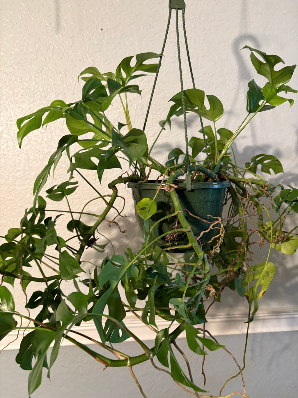 Mini Monstera 6 inch Basket