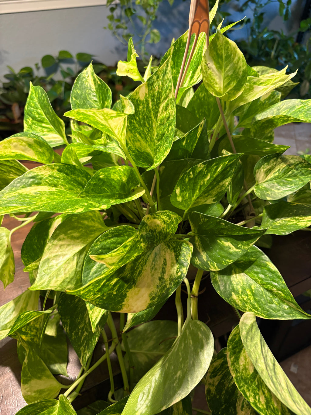 Churchill Pothos 8 inch with Vines