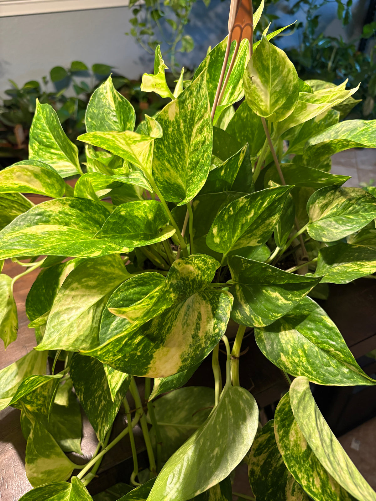 Churchill Pothos 8 inch with Vines