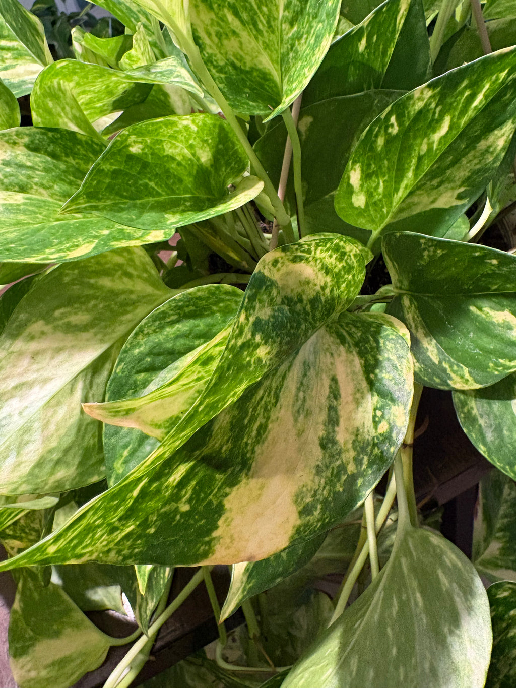 Churchill Pothos 8 inch with Vines