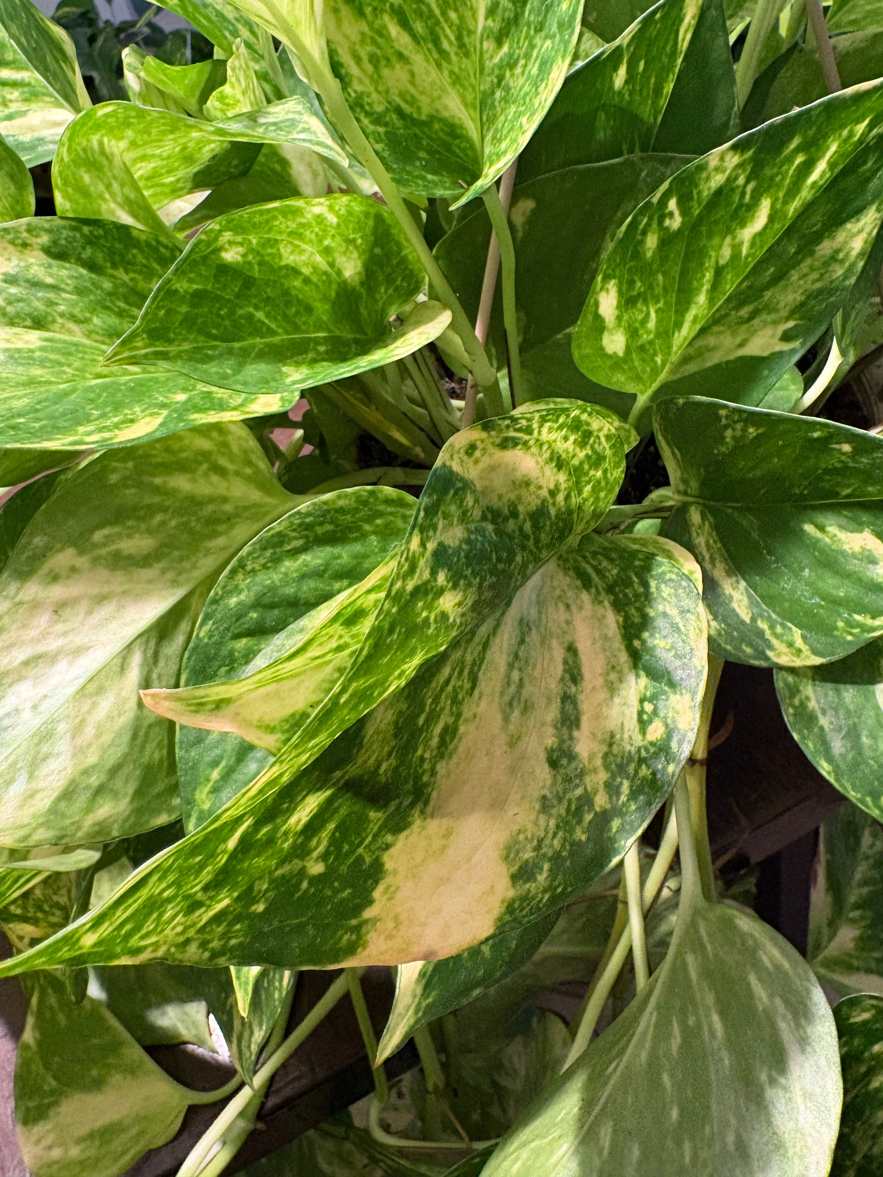 Churchill Pothos 8 inch with Vines