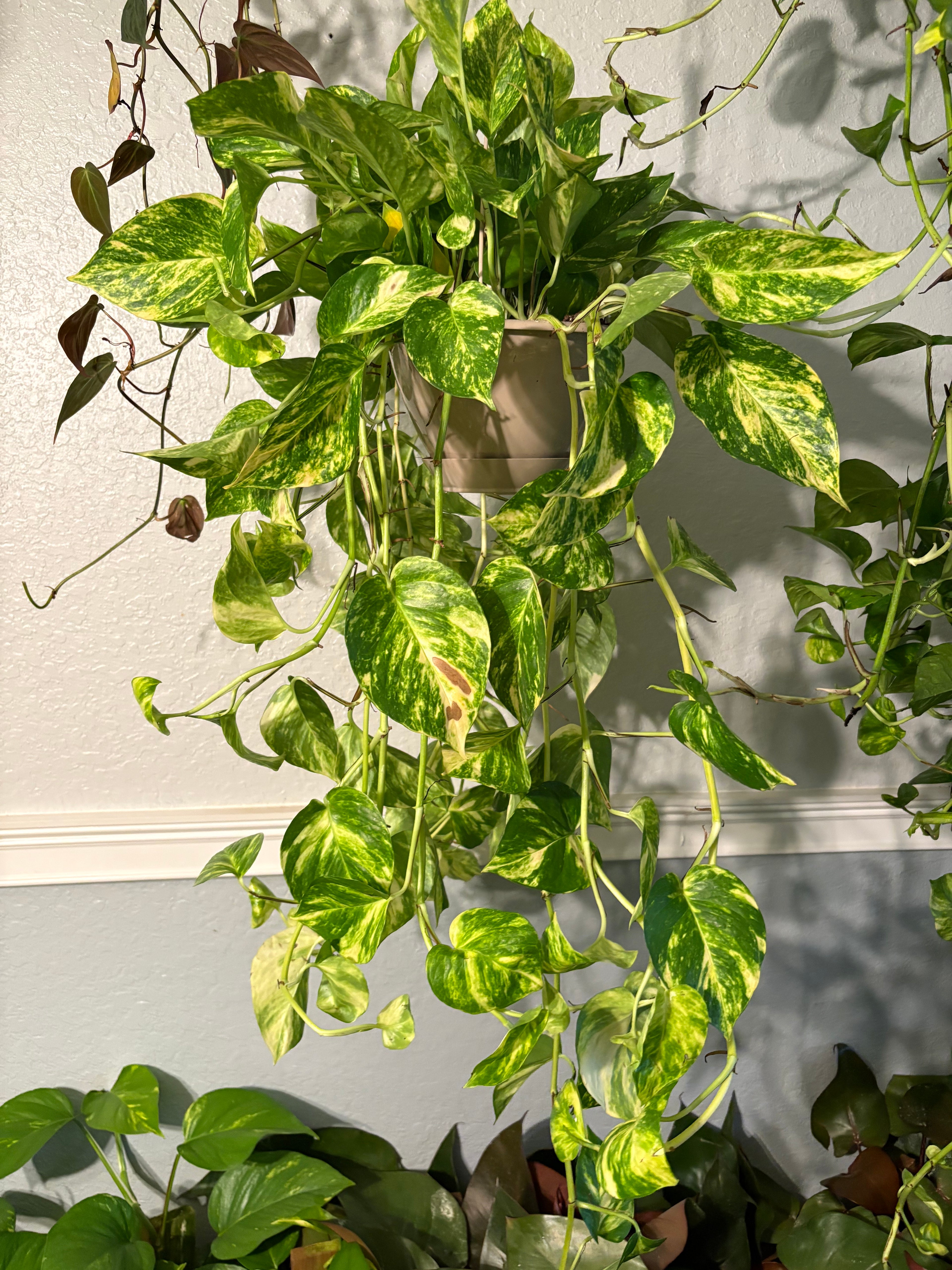 Churchill Pothos 8 inch with Vines