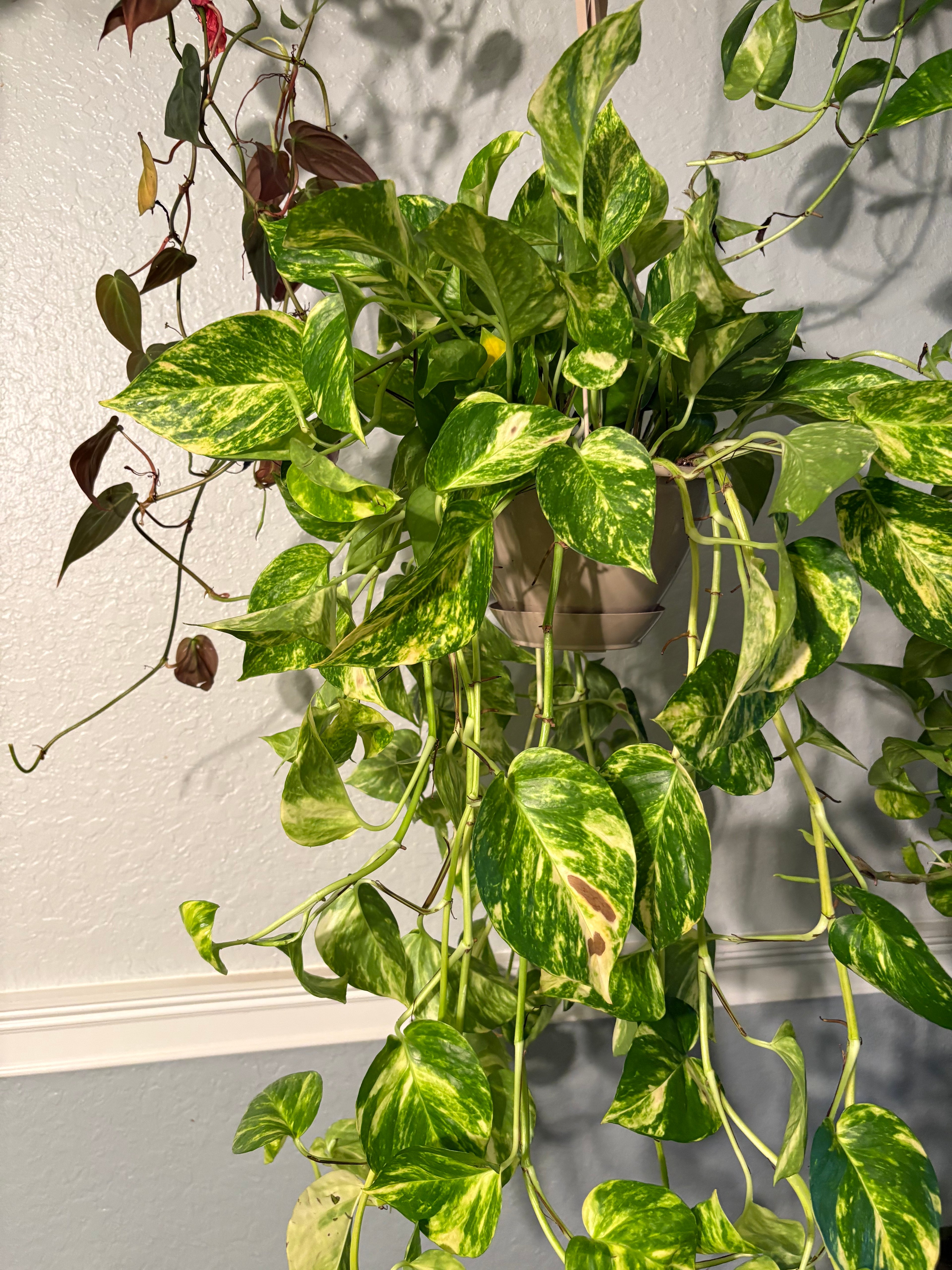 Churchill Pothos 8 inch with Vines