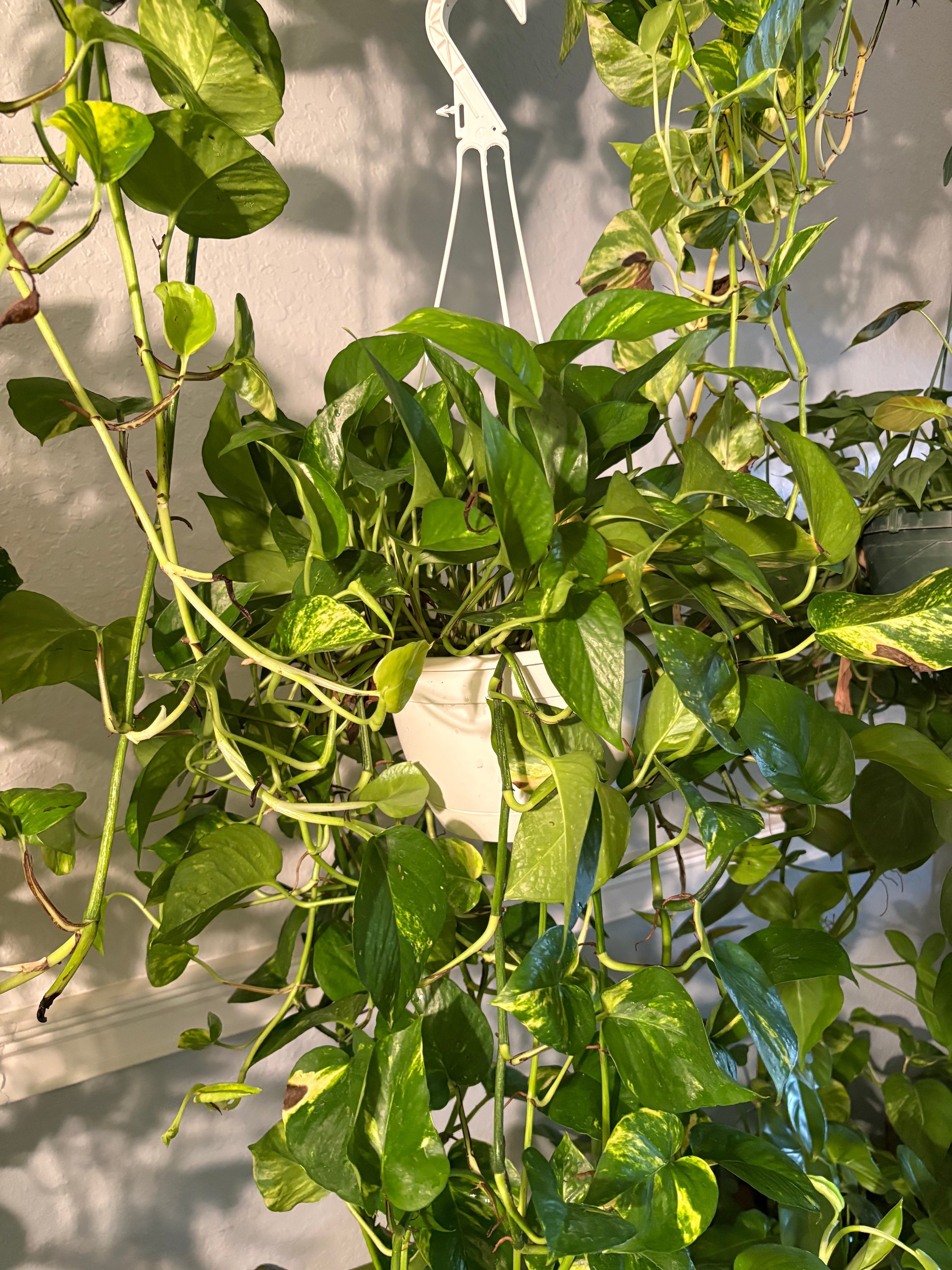 Hawaiian Pothos (Epipremnum Aurea) 6 inch