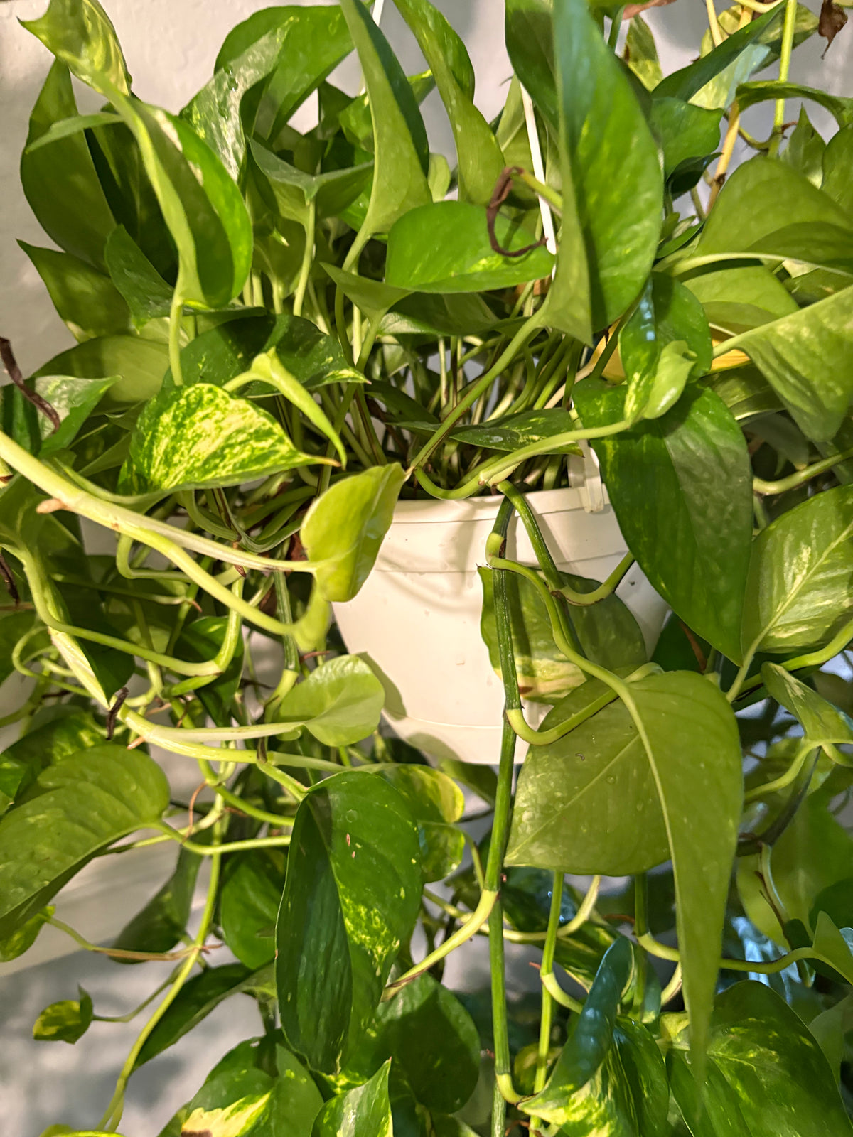 Hawaiian Pothos (Epipremnum Aurea) 6 inch