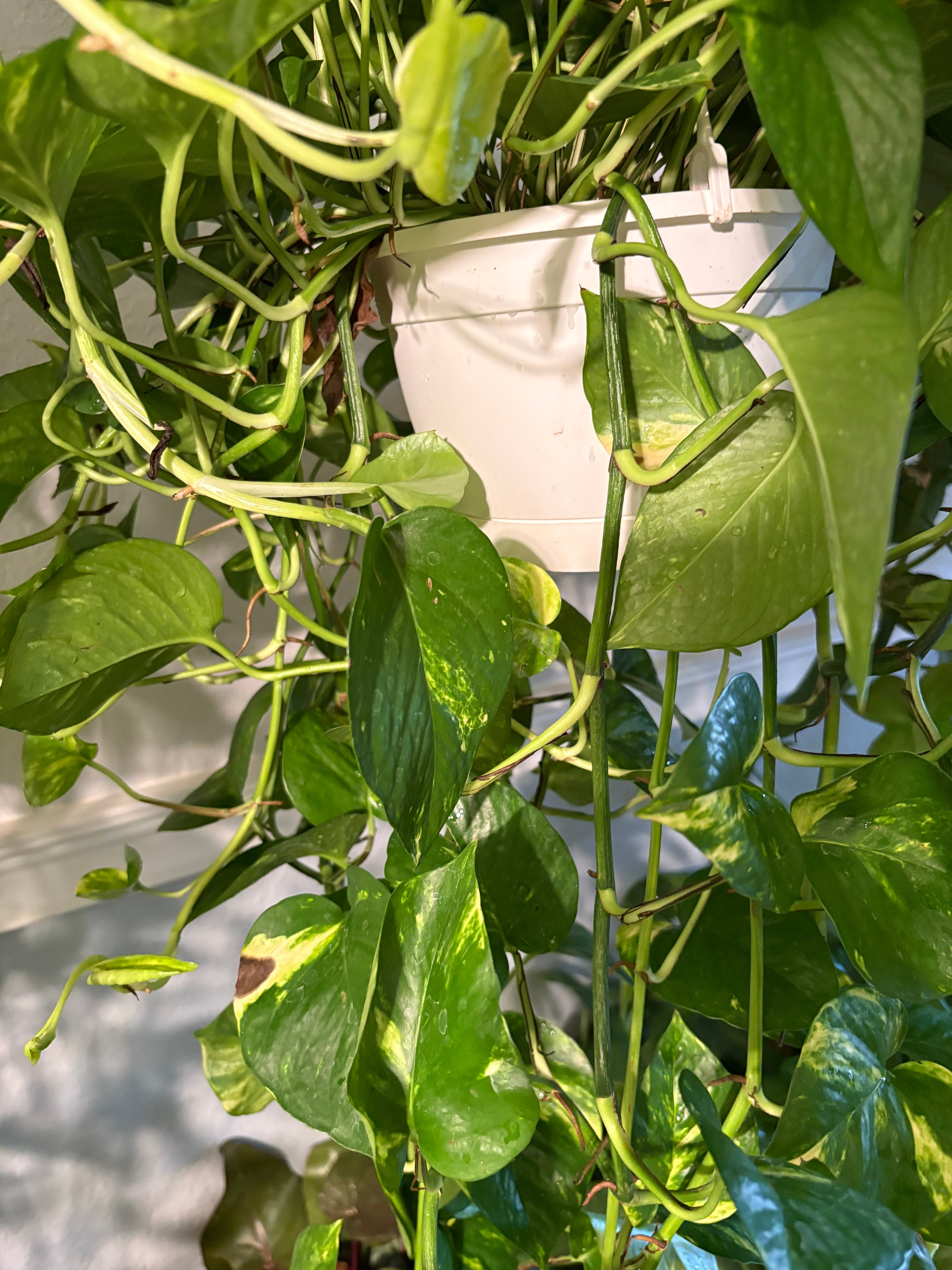 Hawaiian Pothos (Epipremnum Aurea) 6 inch