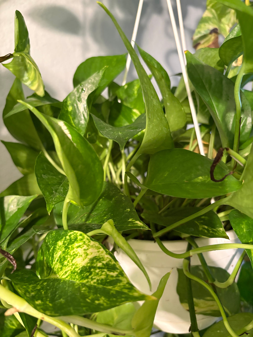 Hawaiian Pothos (Epipremnum Aurea) 8 inch w/o vines