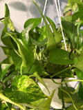 Hawaiian Pothos (Epipremnum Aurea) 8 inch w/o vines