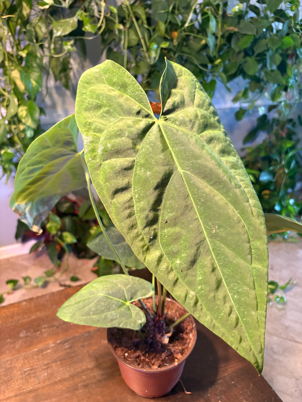 Anthurium  Red Crystal x Crystallinum 6 inch Auction