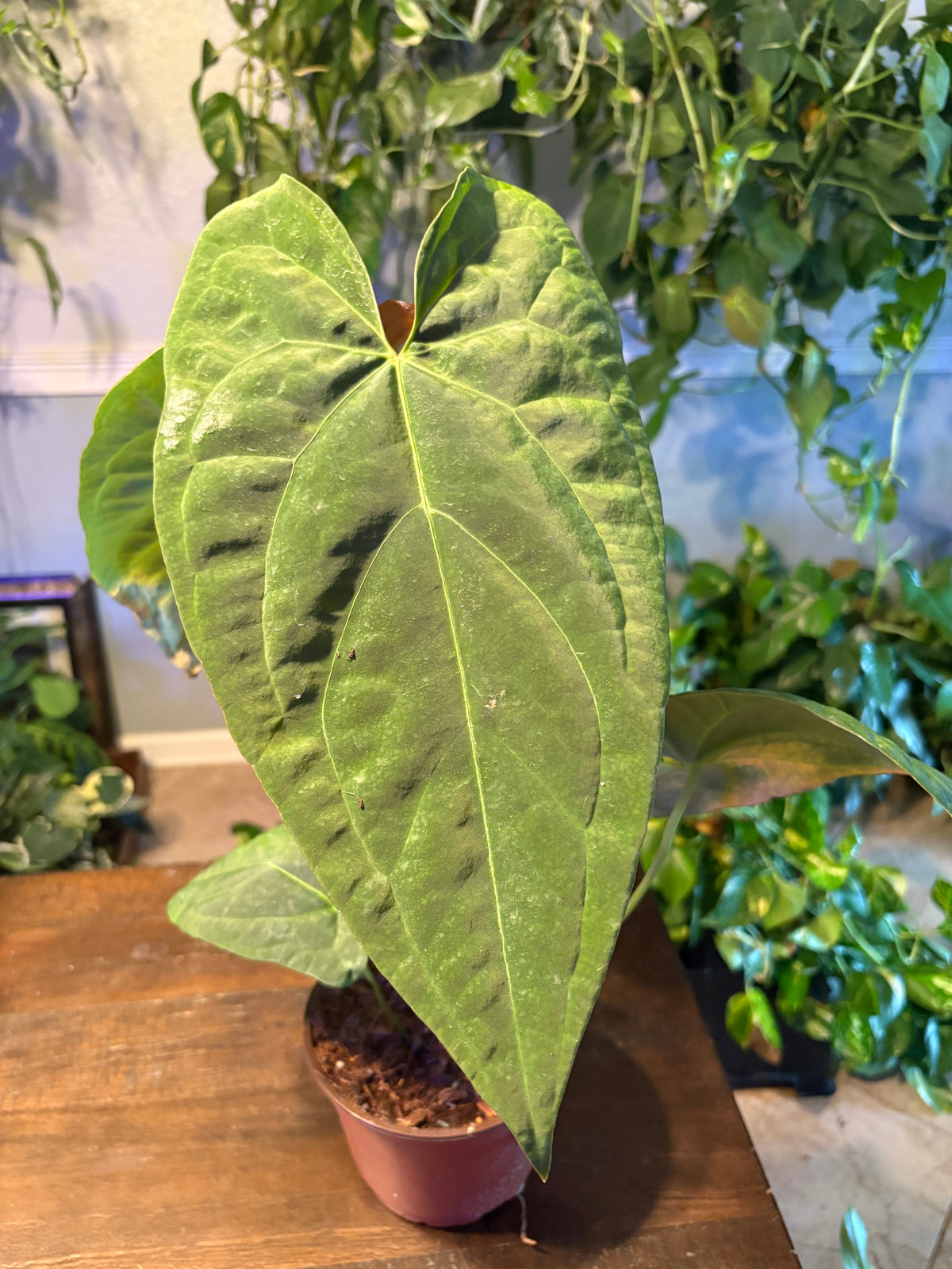 Anthurium  Red Crystal x Crystallinum 6 inch Auction